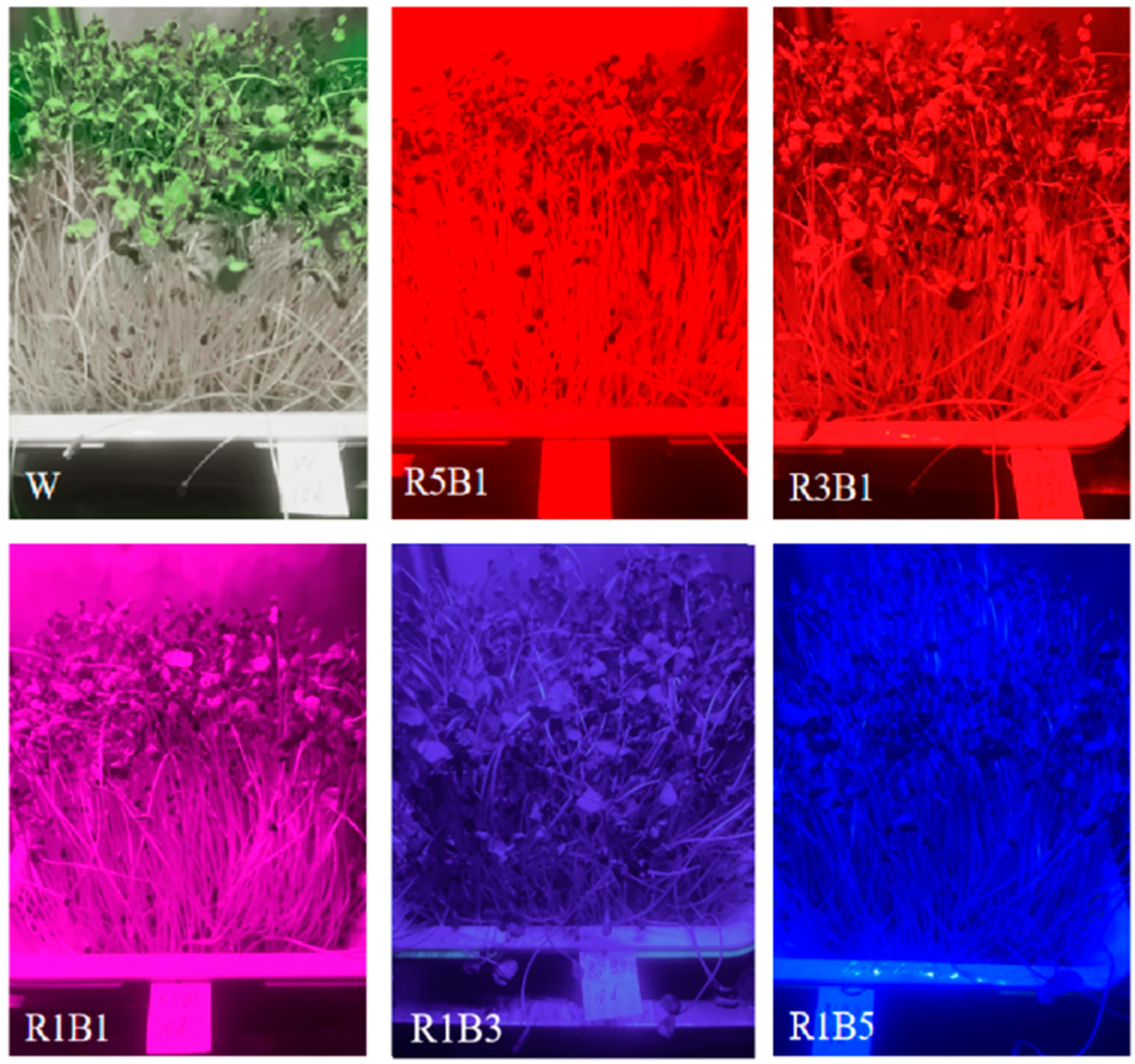 Agronomy 14 00751 g001