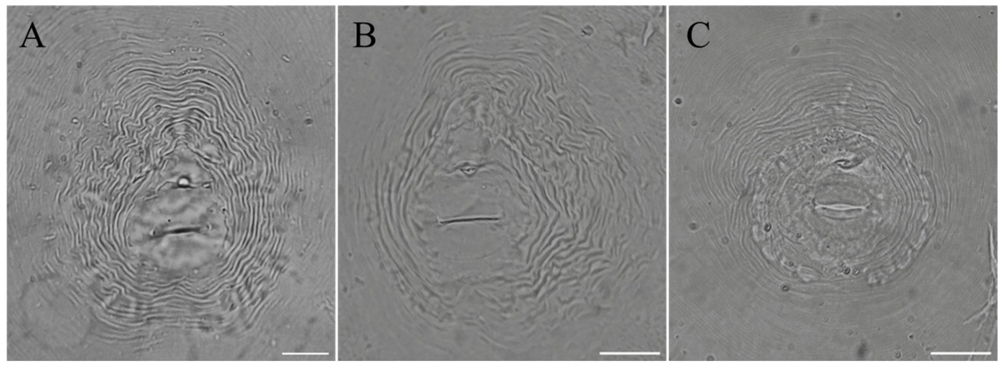 Agronomy 14 00782 g001