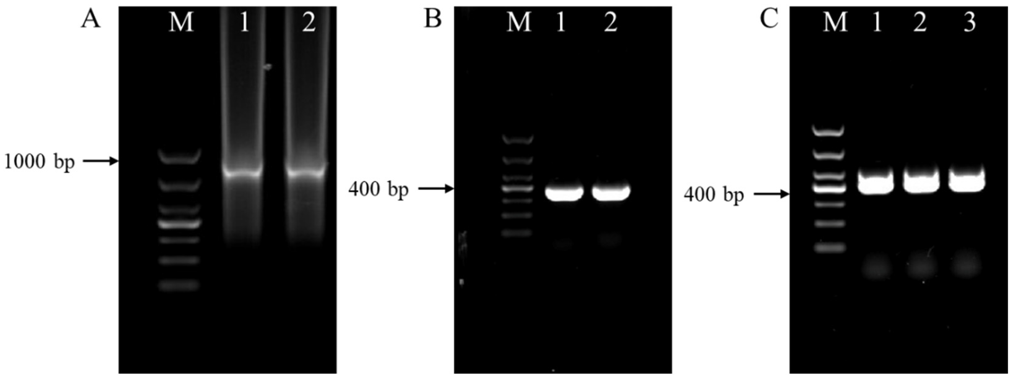Agronomy 14 00782 g003