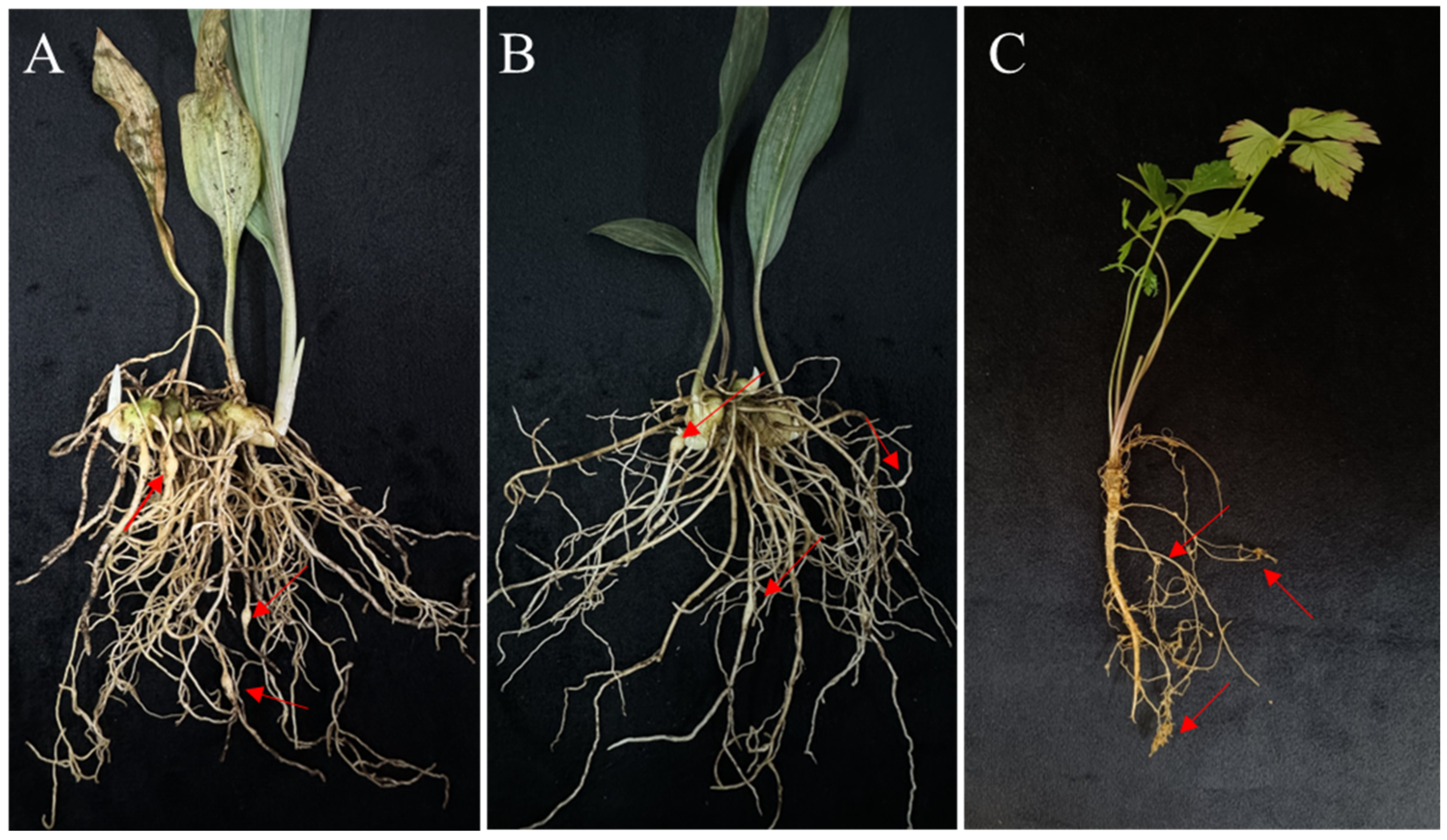 Agronomy 14 00782 g004
