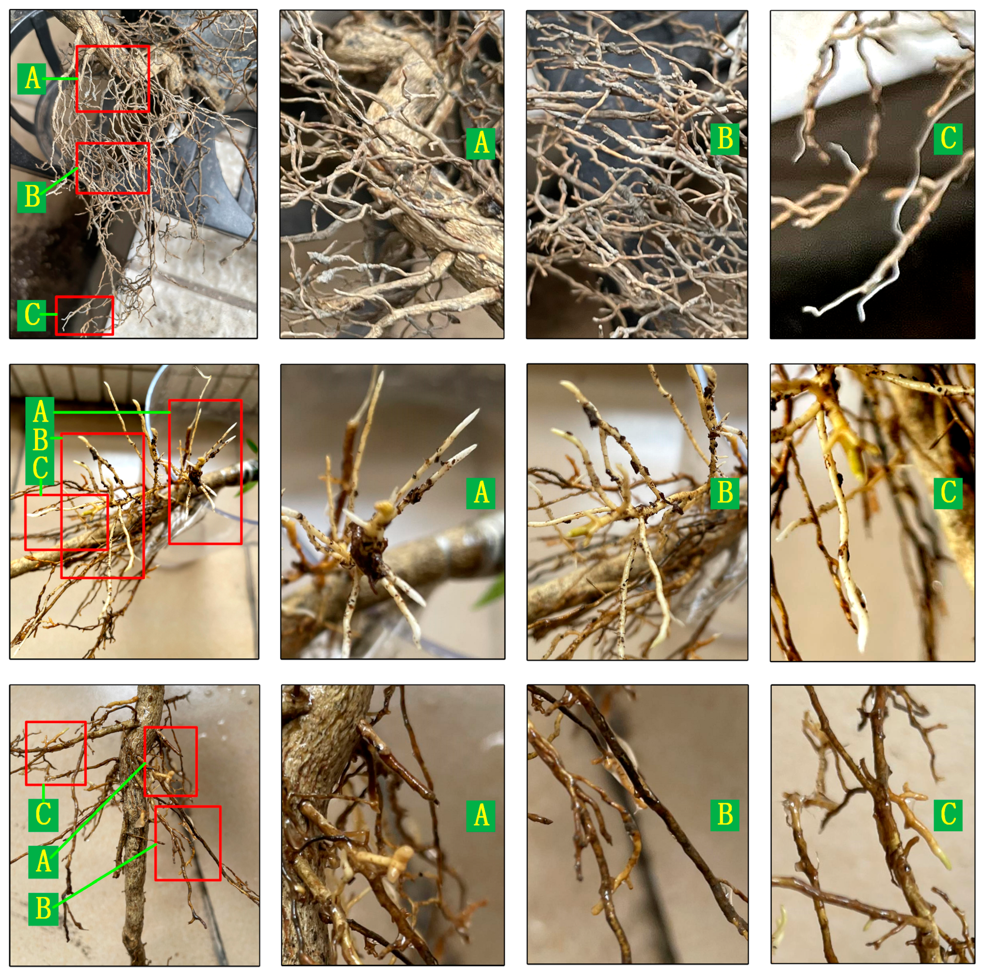 Agronomy 14 00808 g003