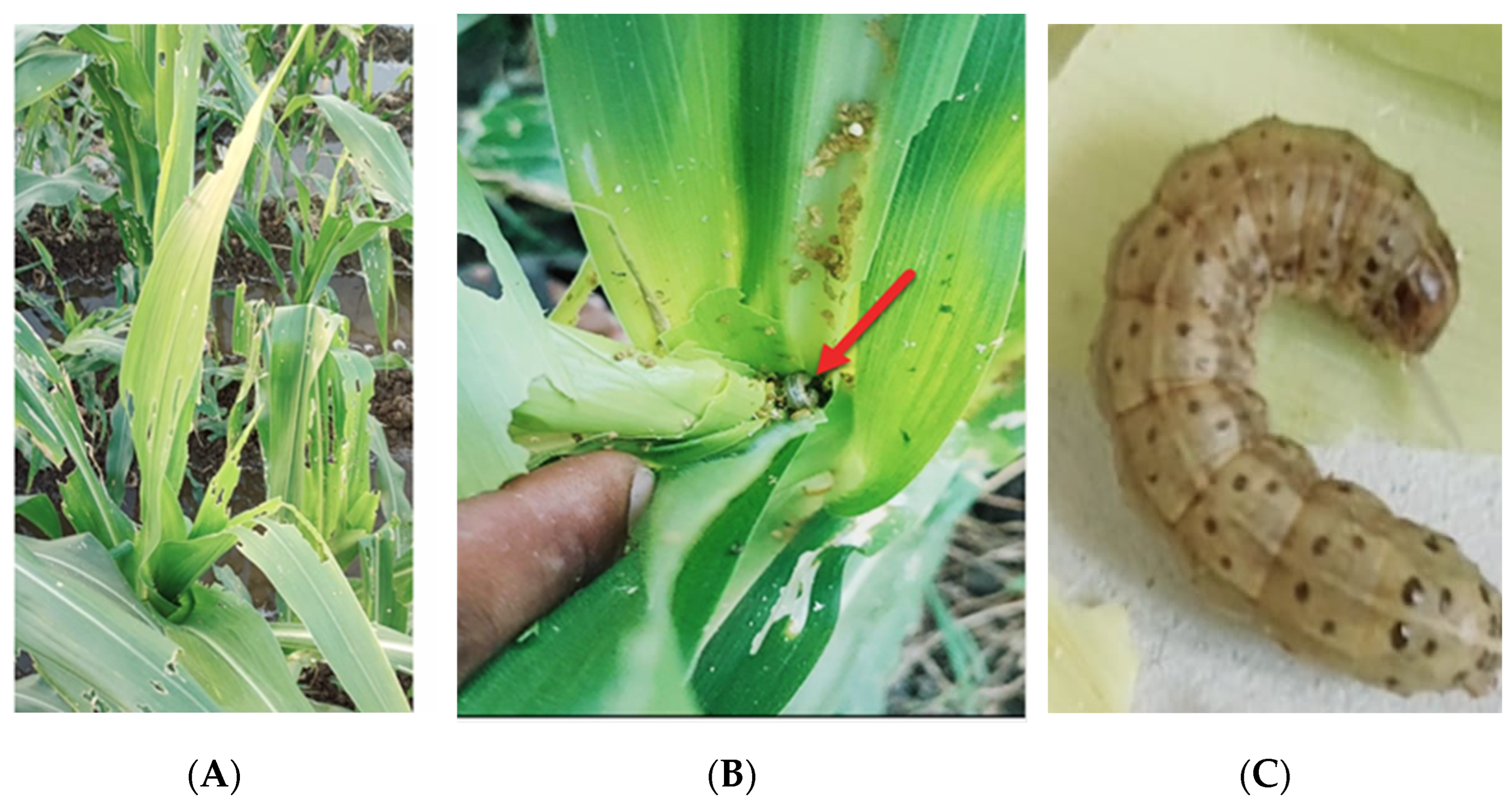Agronomy 14 00809 g001