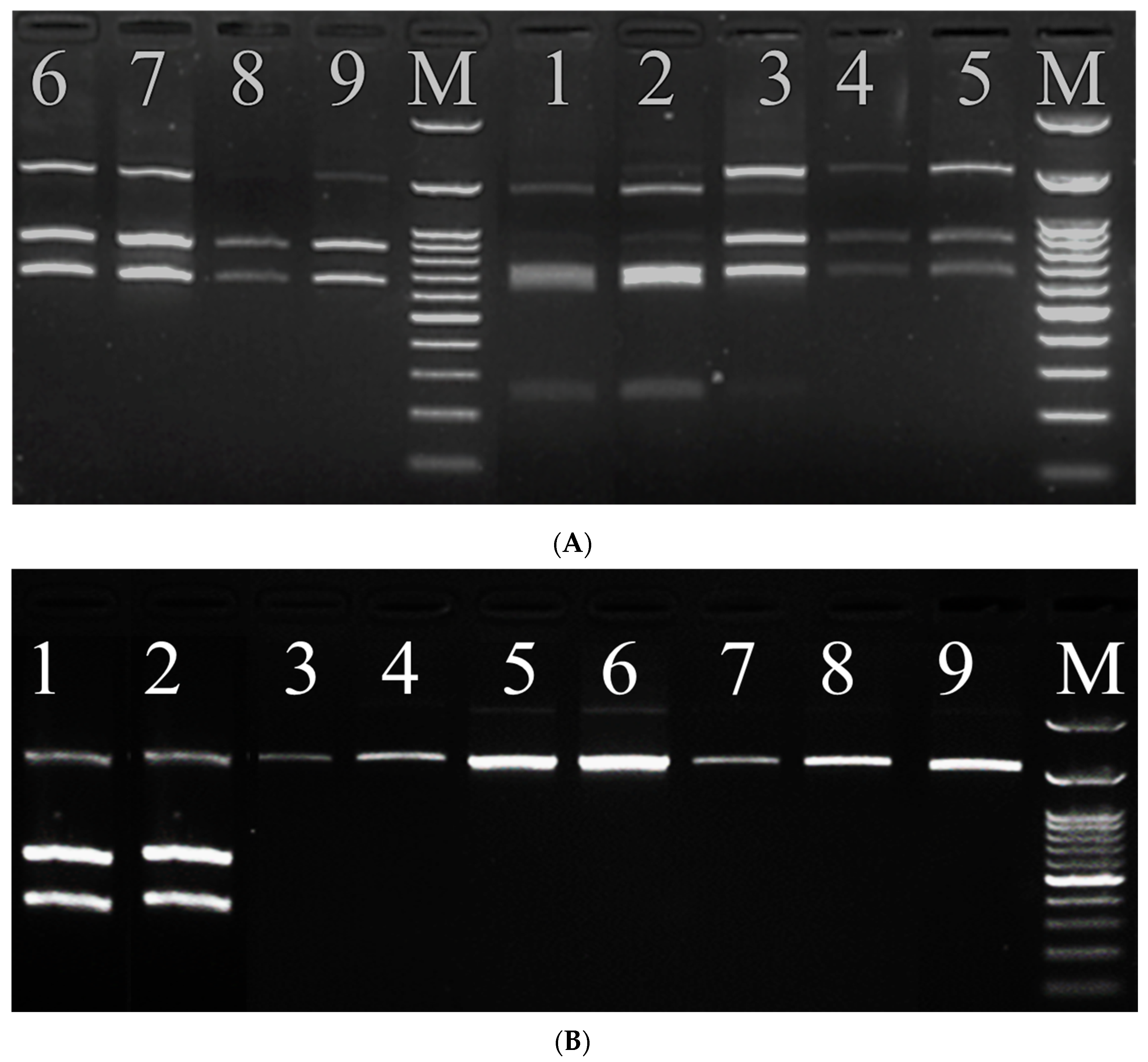 Agronomy 14 00809 g005a
