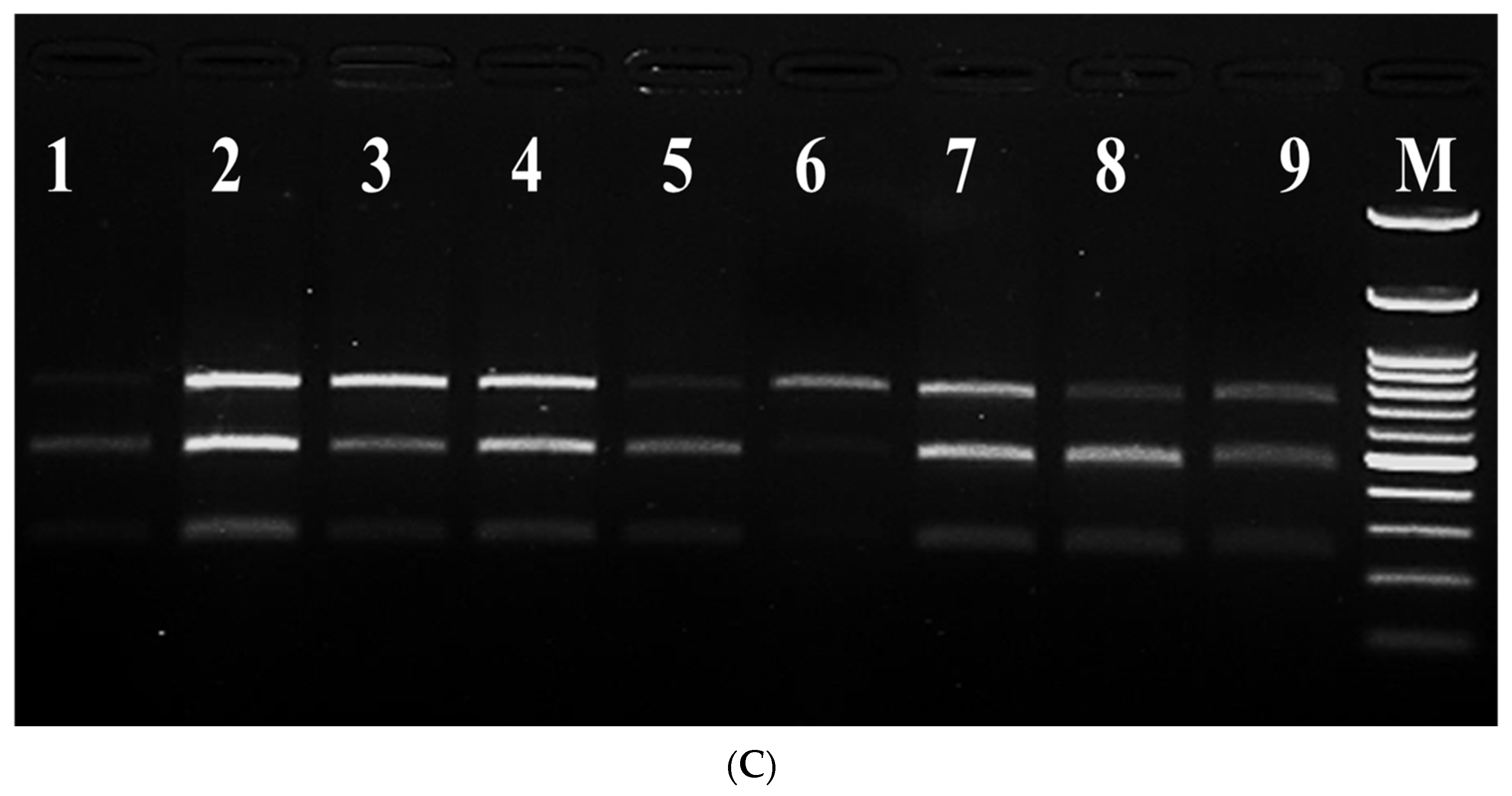 Agronomy 14 00809 g005b