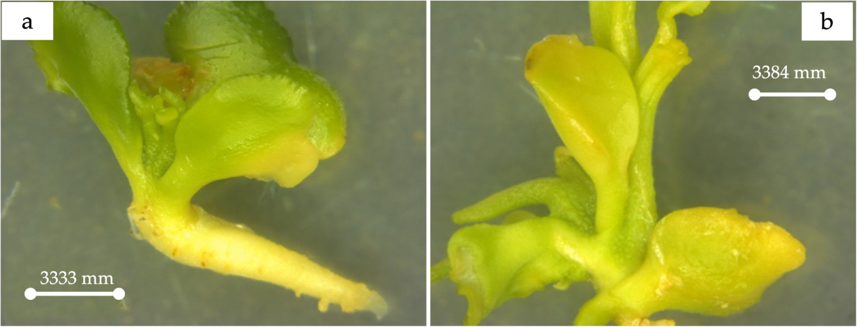 Agronomy 14 00829 g003