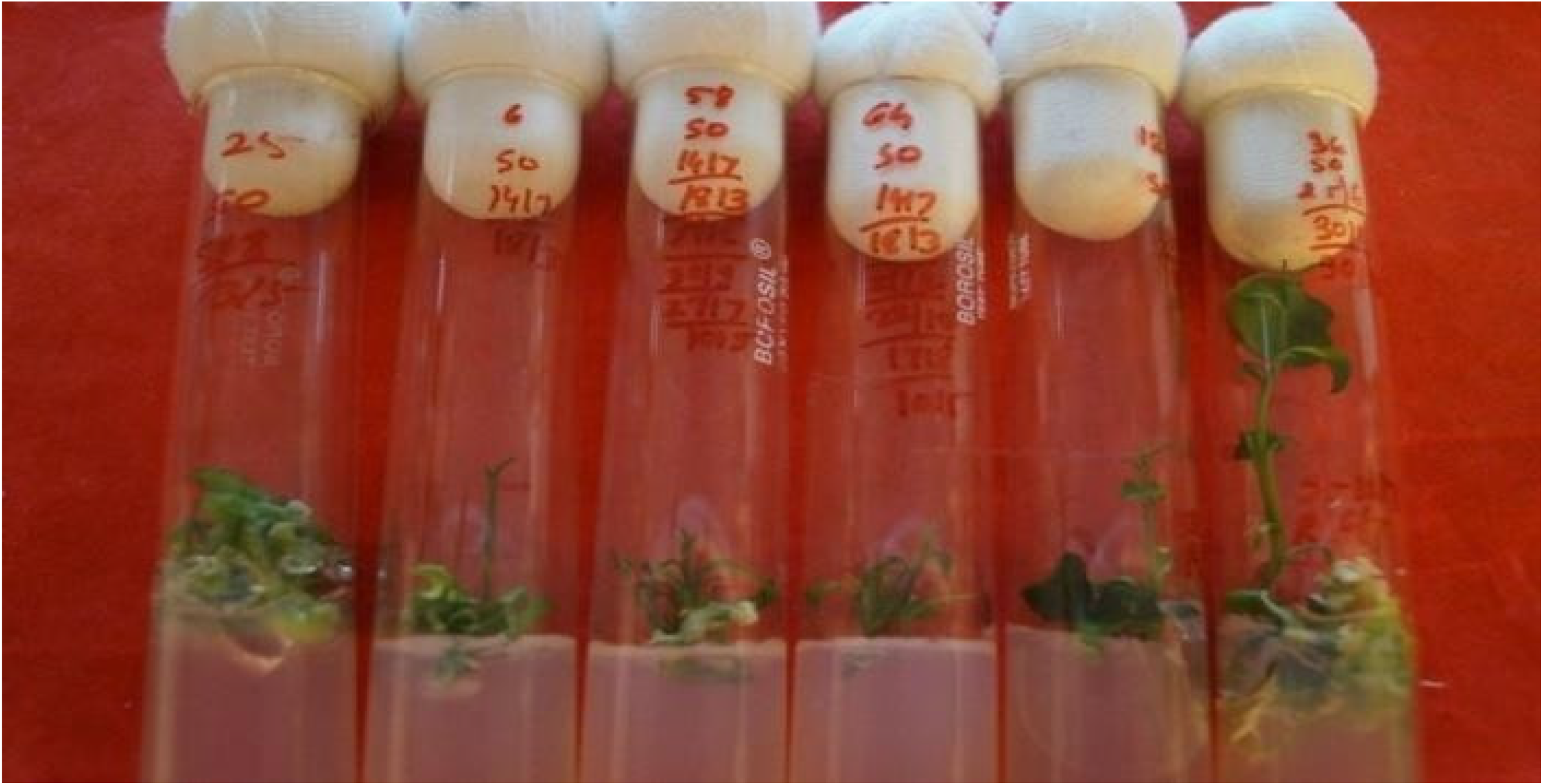 Agronomy 14 00829 g004