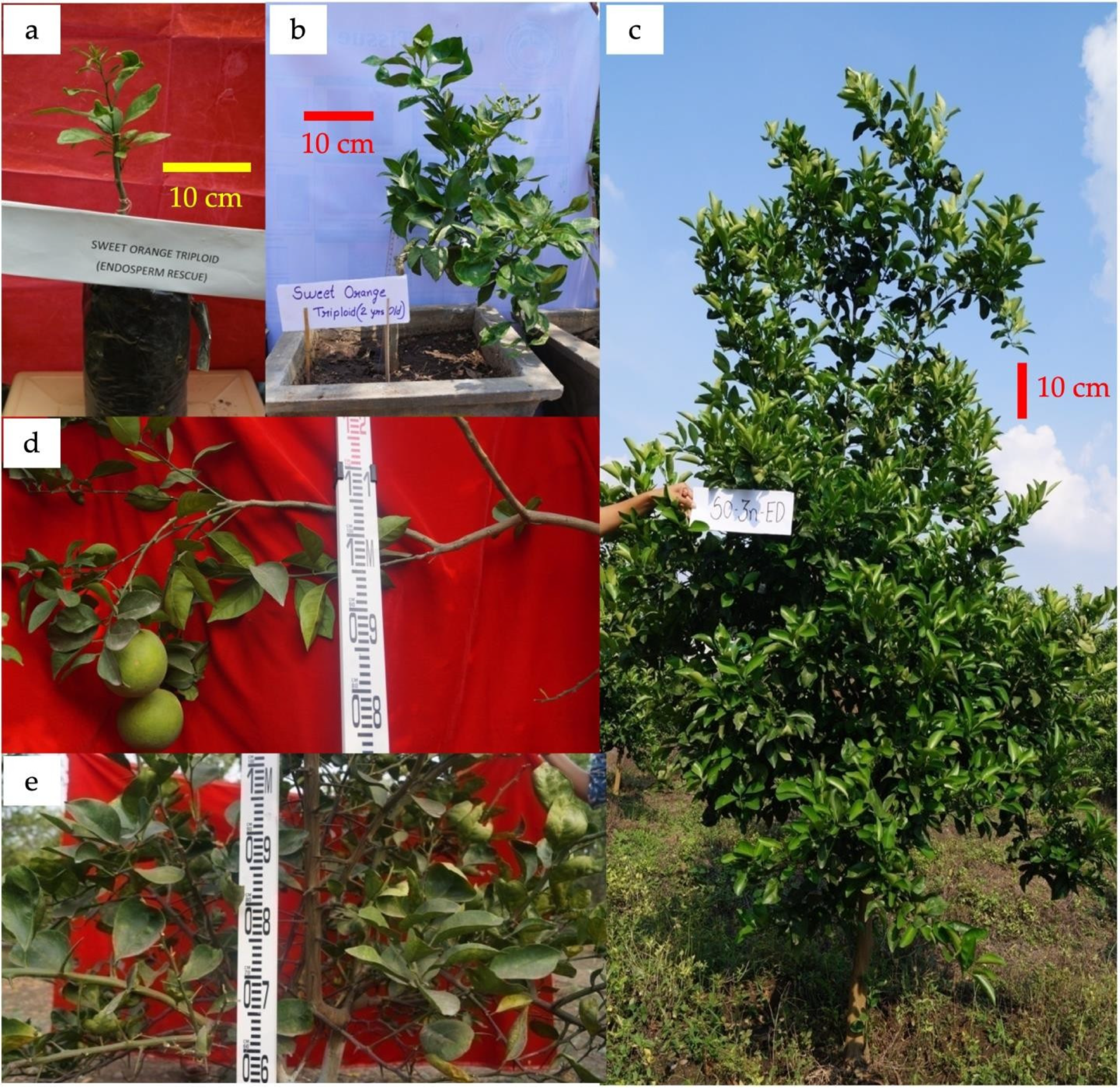 Agronomy 14 00829 g006