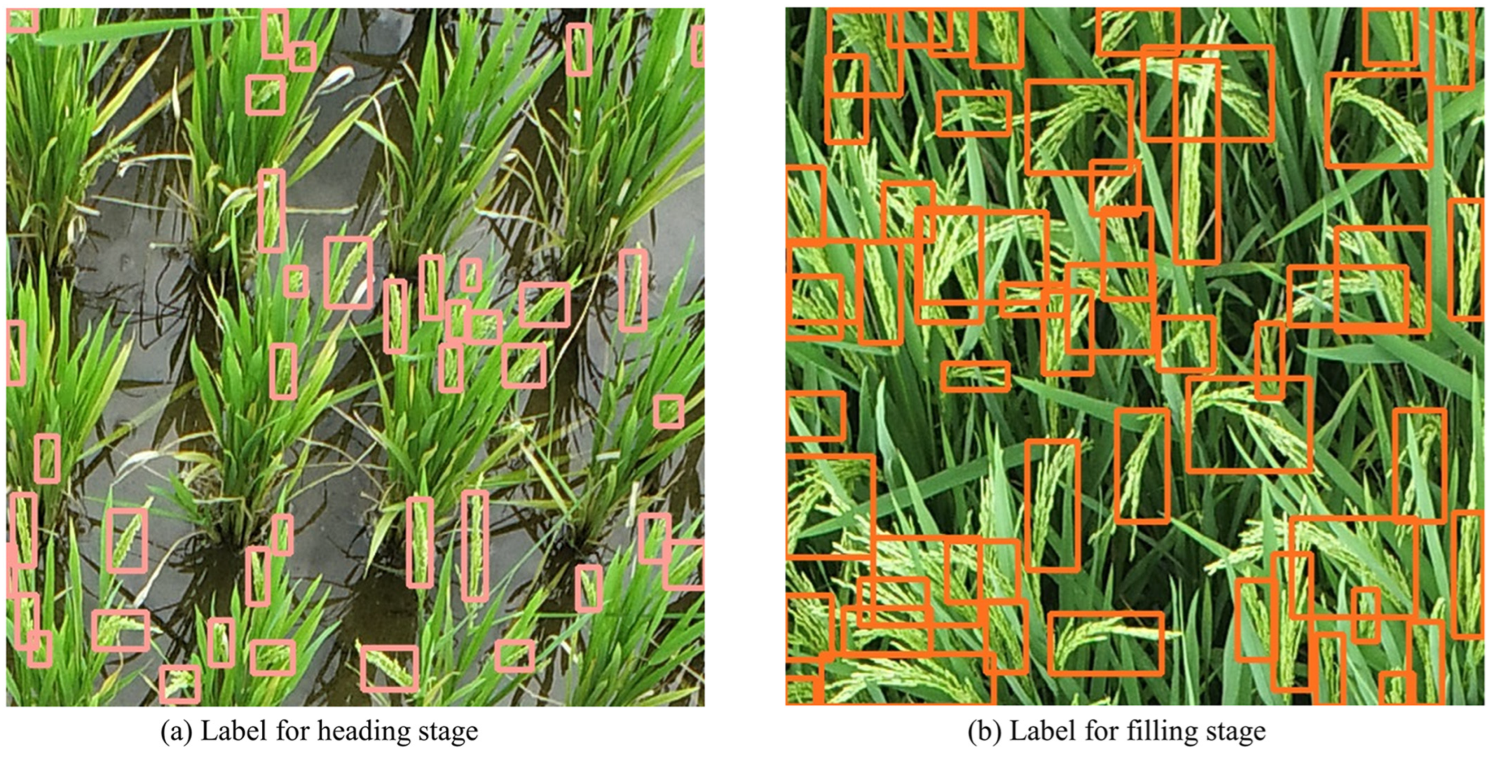 Agronomy 14 00836 g004