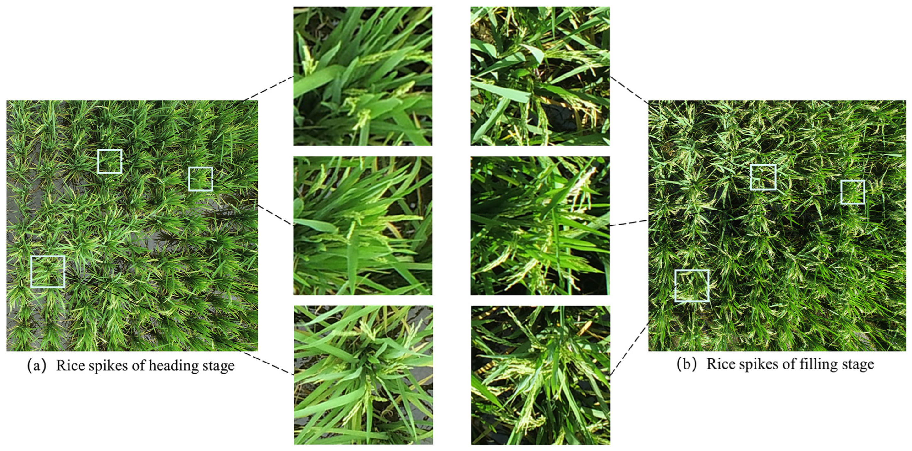 Agronomy 14 00836 g015