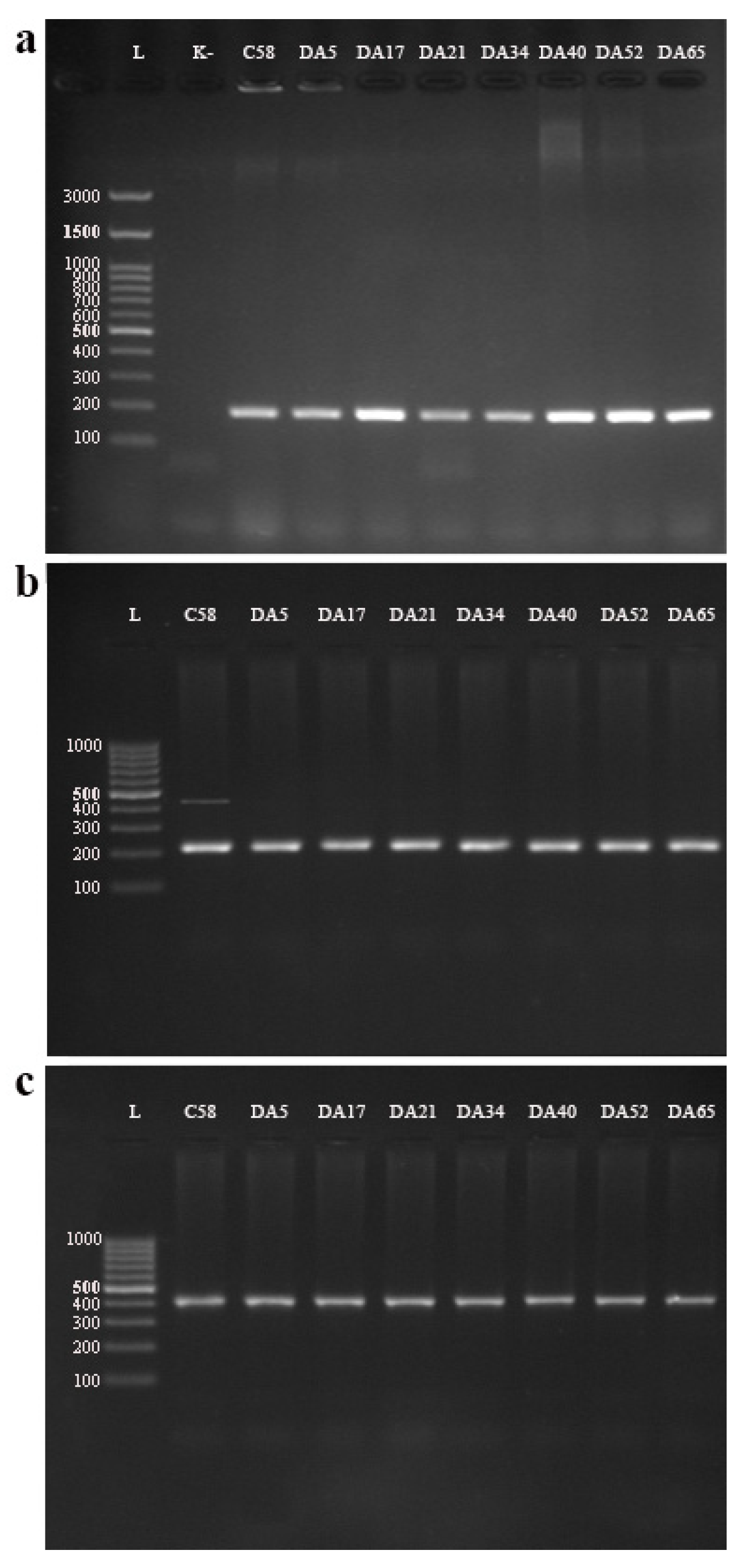Agronomy 14 00851 g002