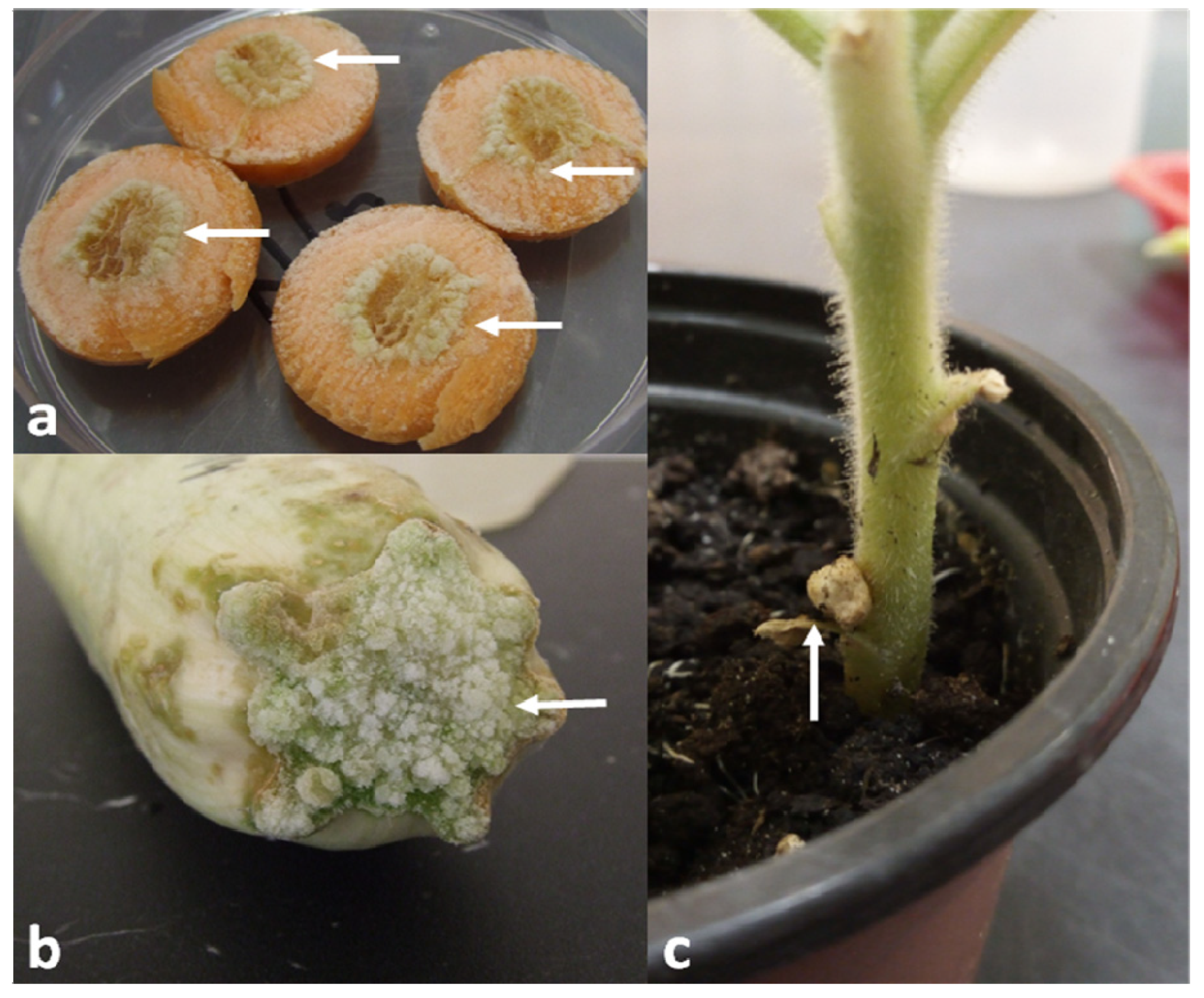 Agronomy 14 00851 g004