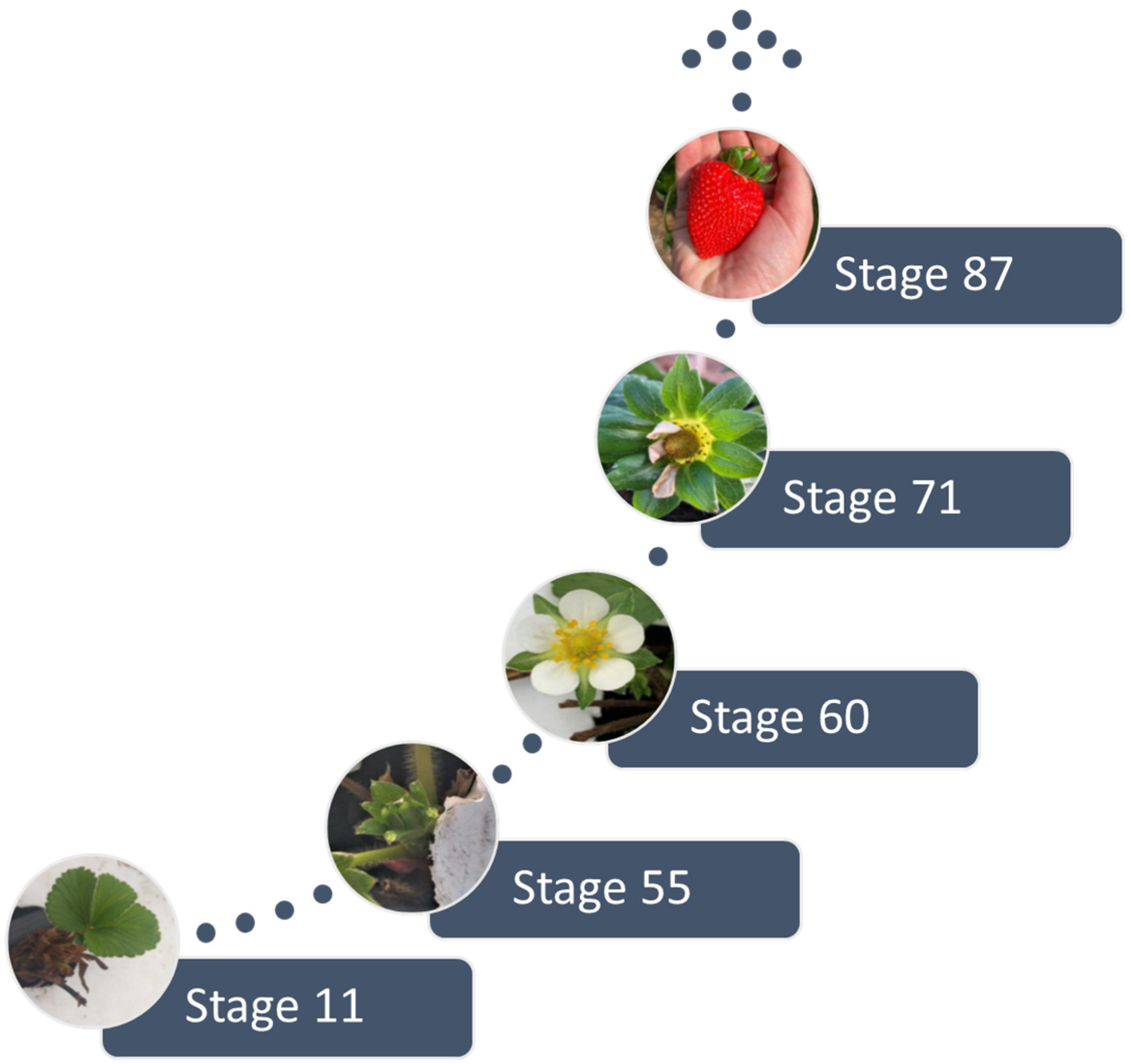 Agronomy 14 00860 g002