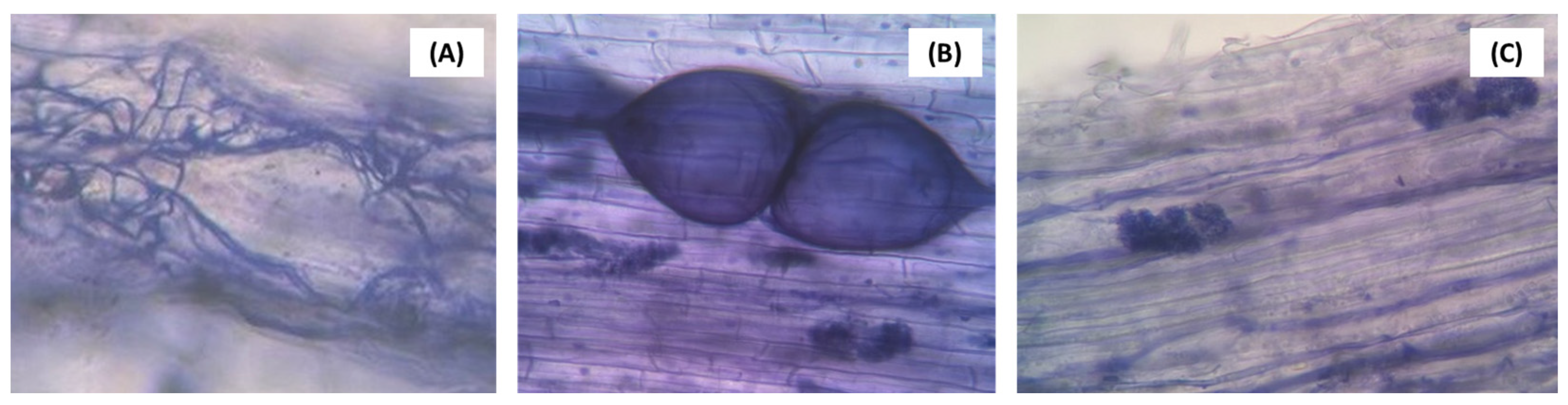 Agronomy 14 00860 g004