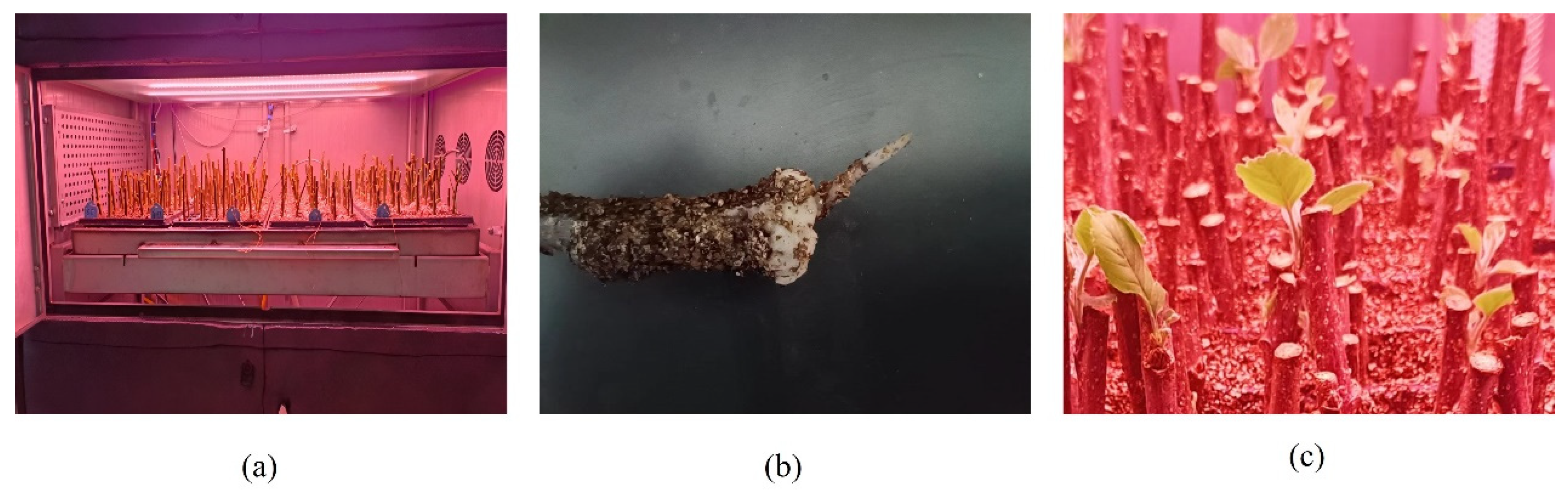 Agronomy 14 00871 g010