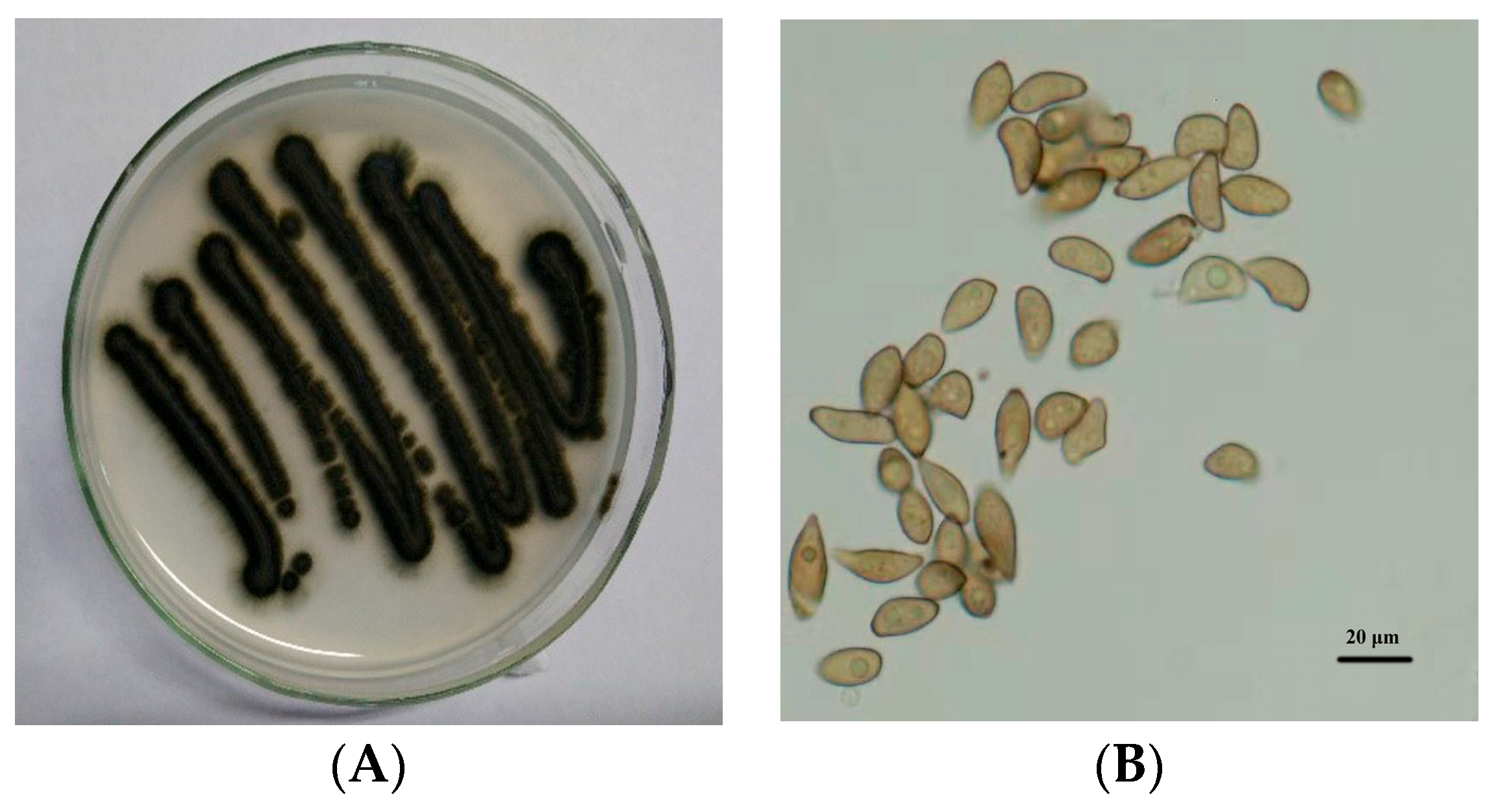 Agronomy 14 00877 g001