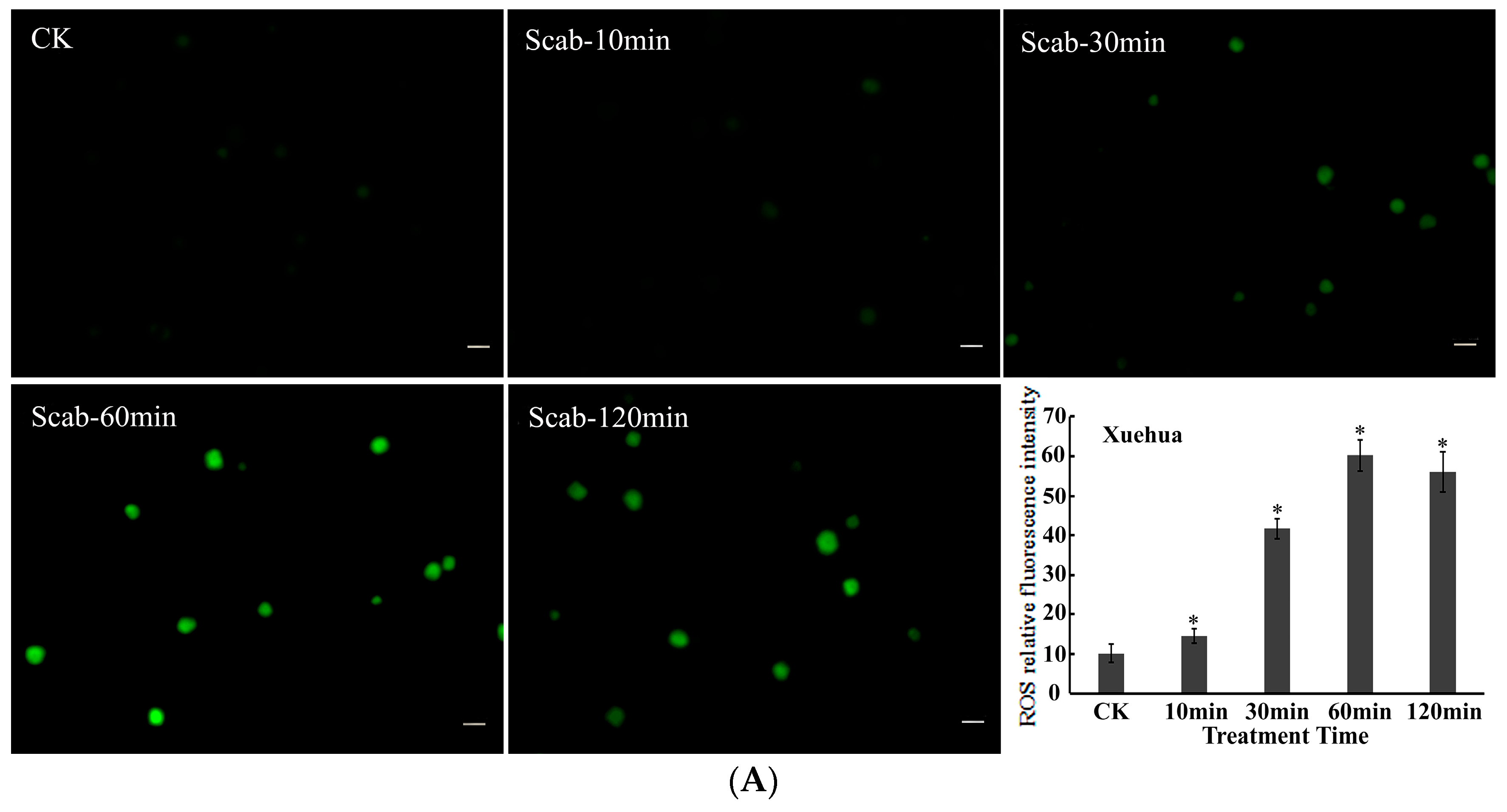 Agronomy 14 00877 g004a