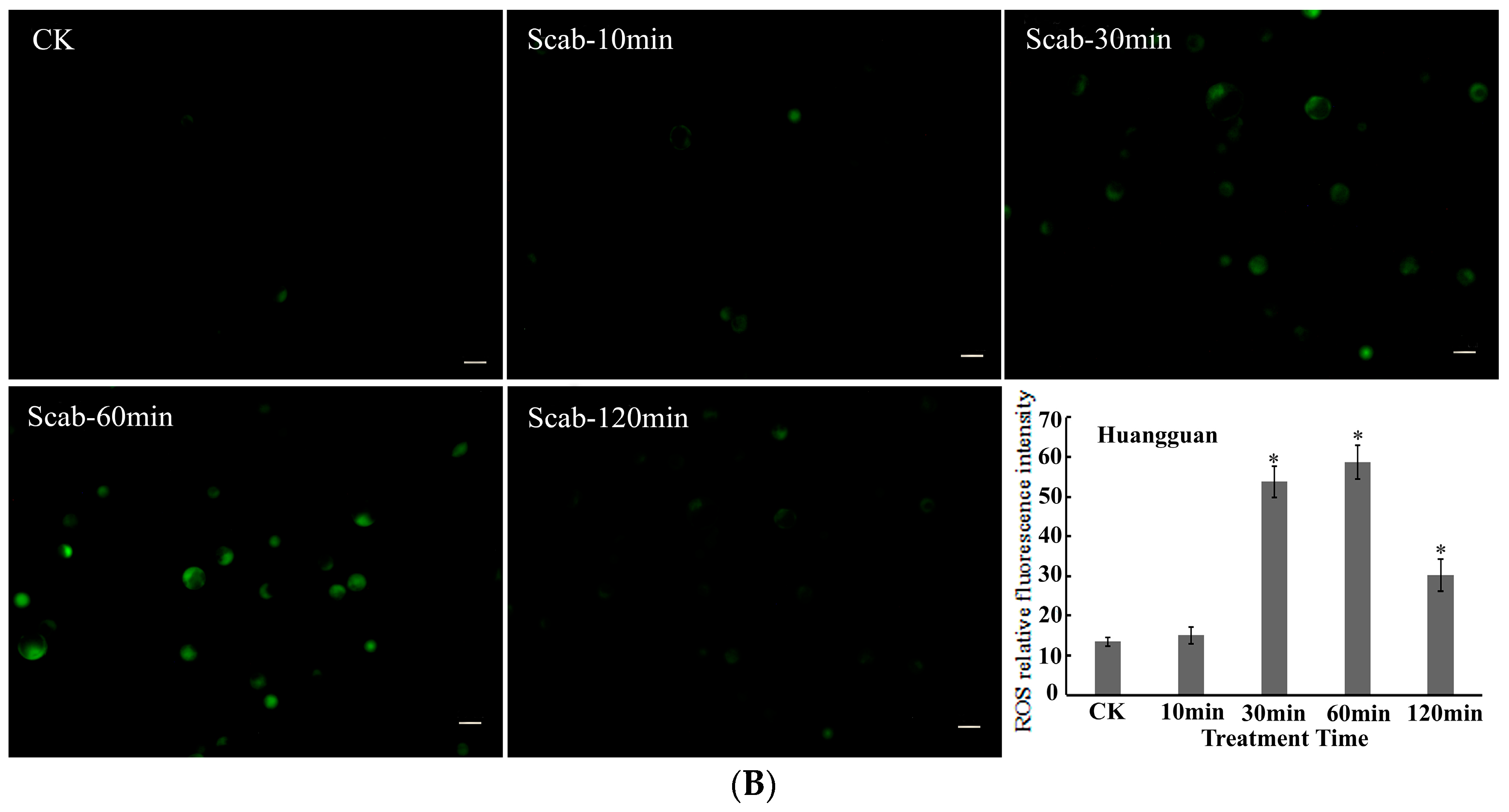 Agronomy 14 00877 g004b