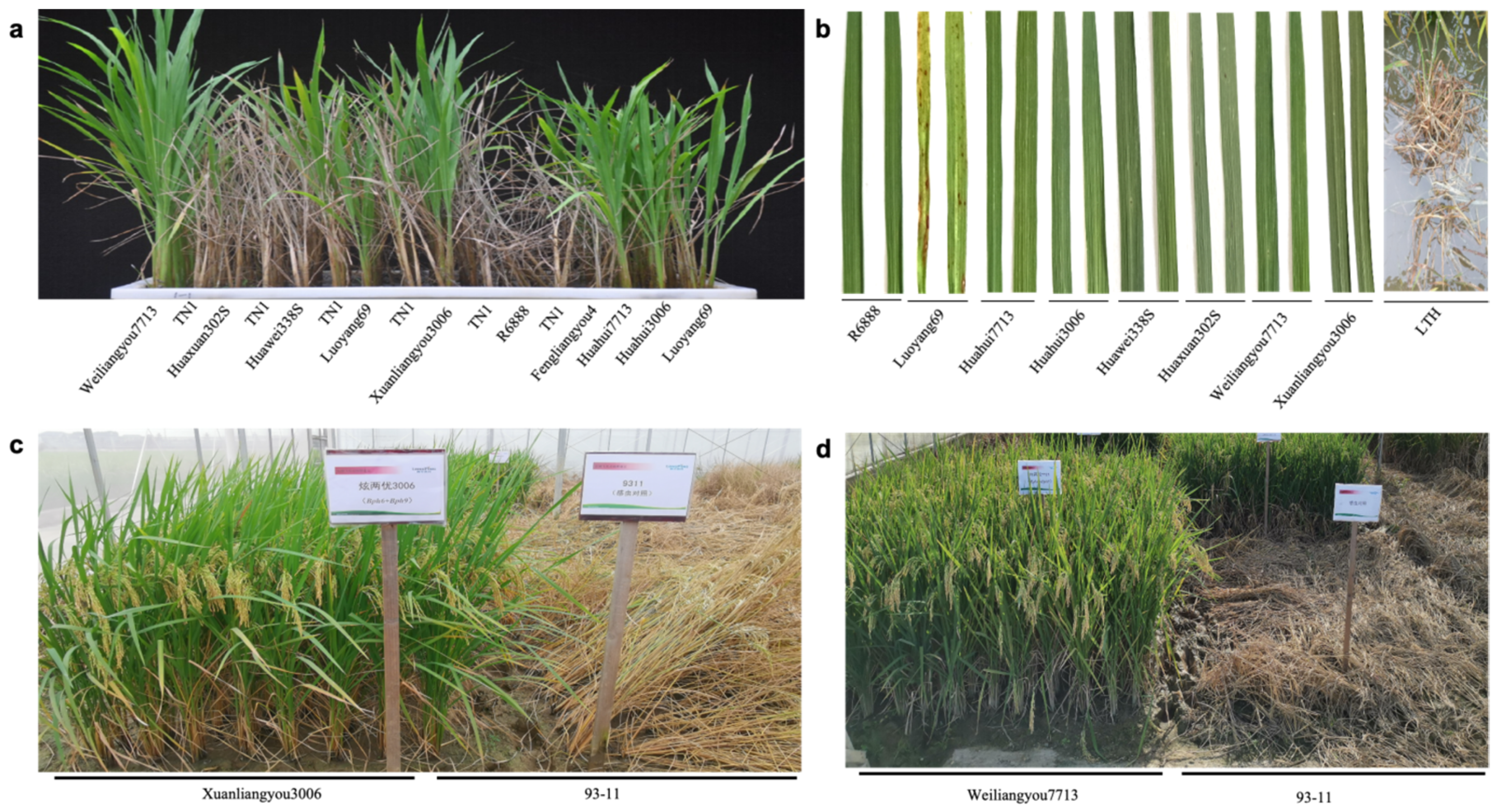 Agronomy 14 00878 g004 Agronomy 14 00878 g004