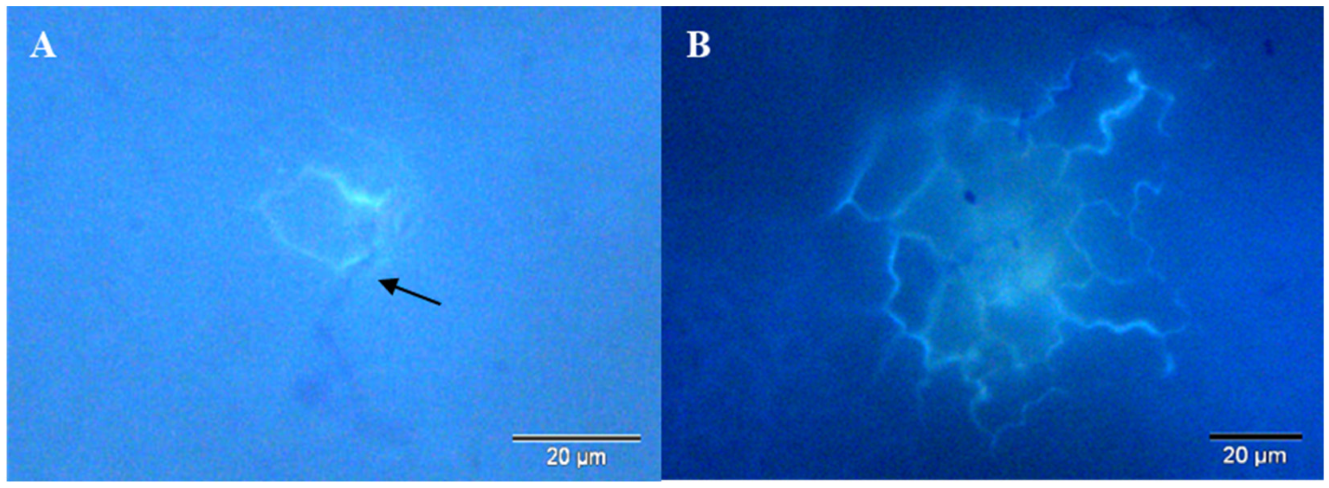 Agronomy 14 00979 g003