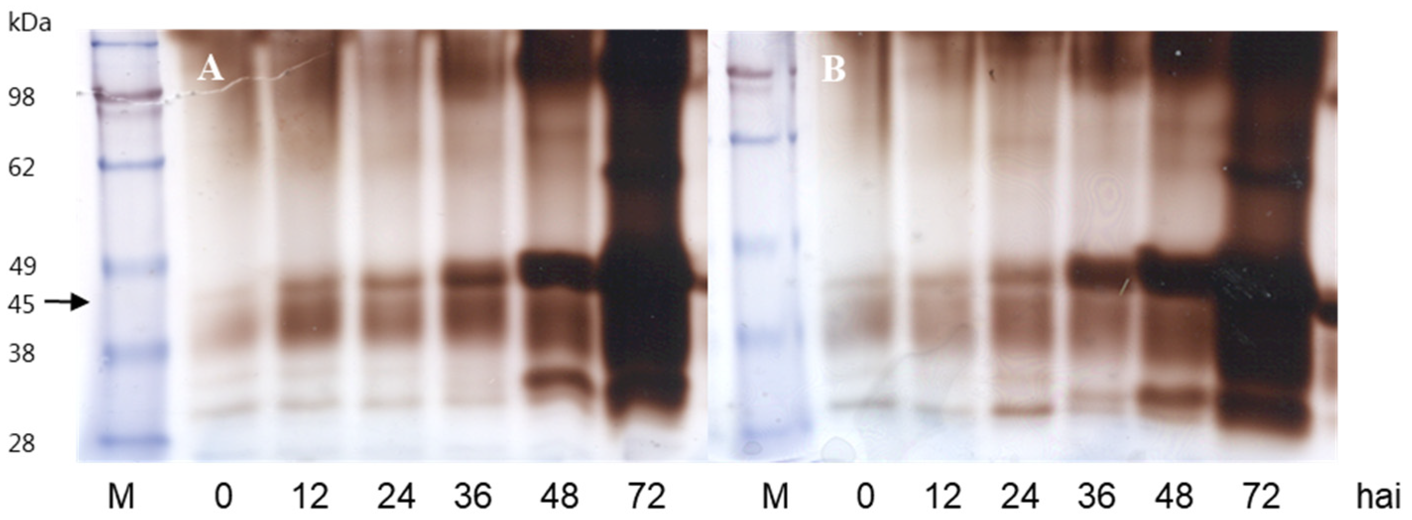 Agronomy 14 00979 g005