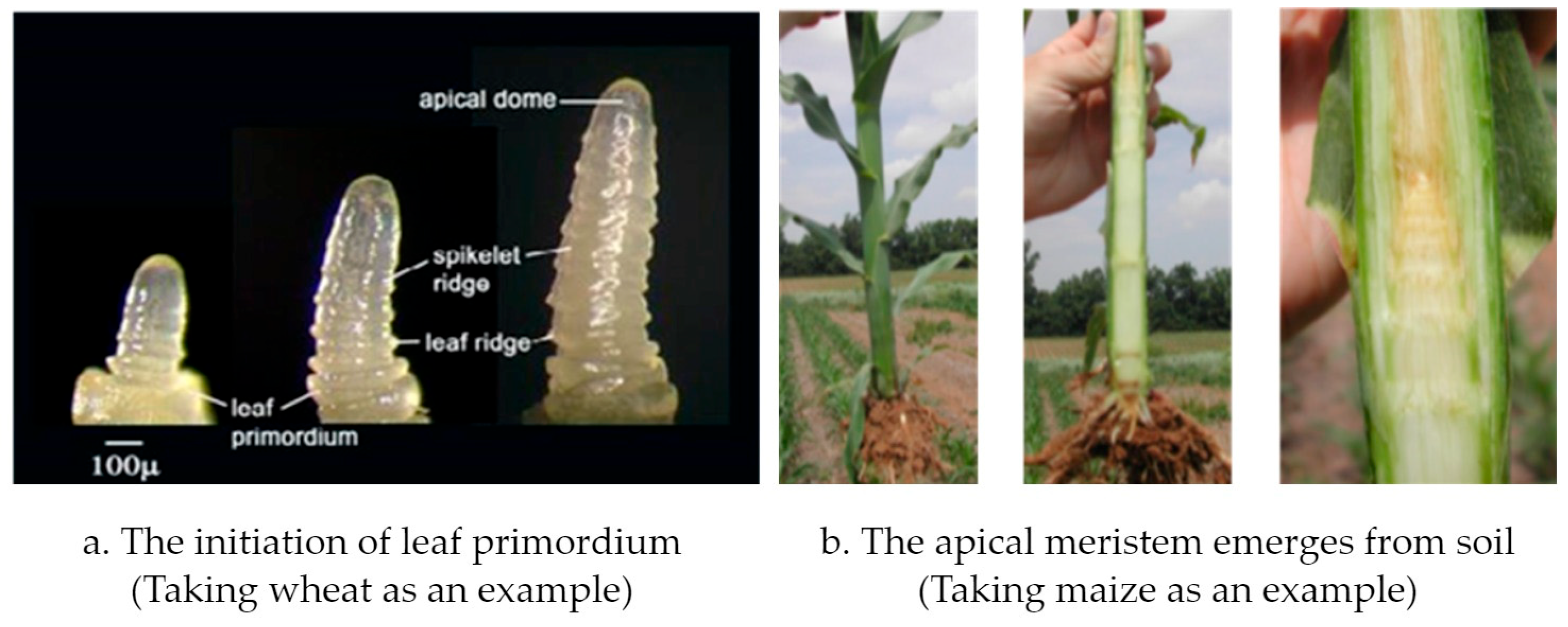 Agronomy 14 01005 g002