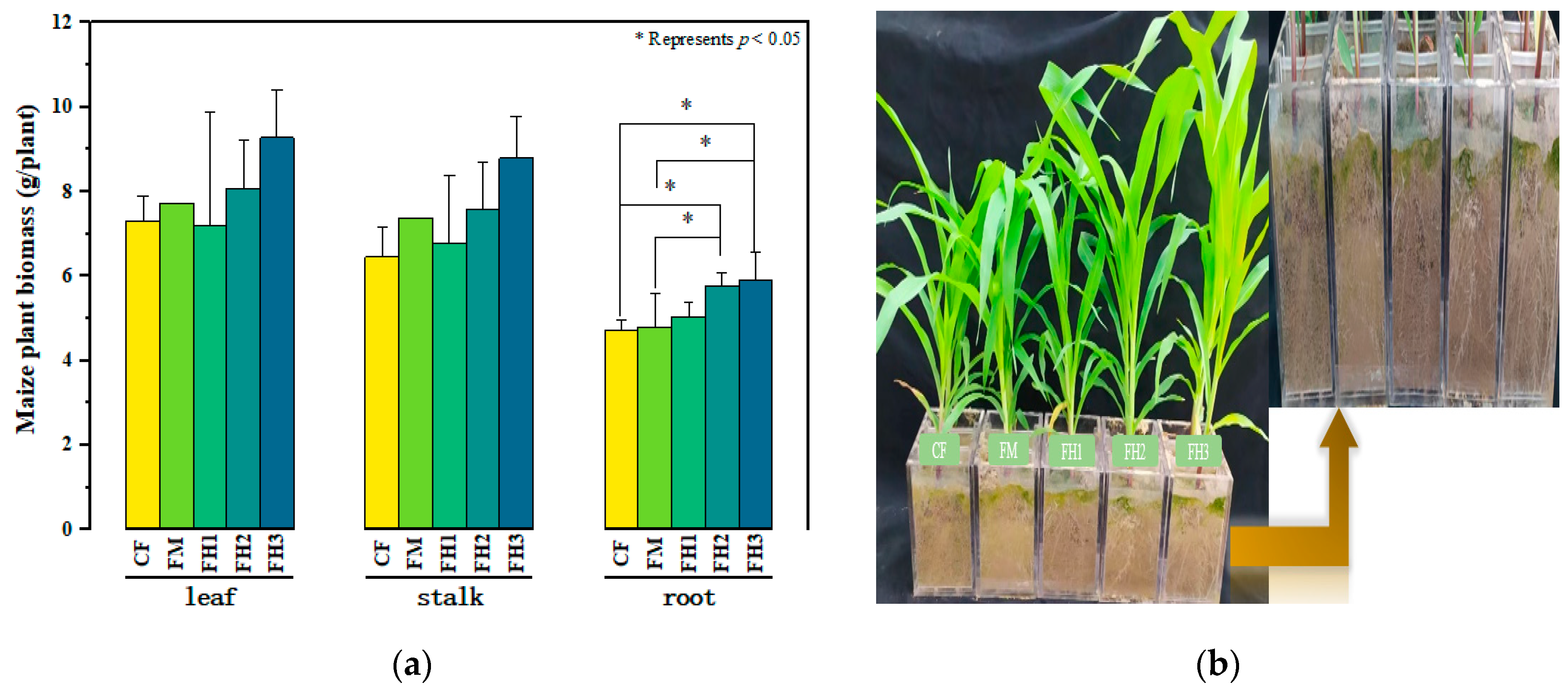 Agronomy 14 01015 g001