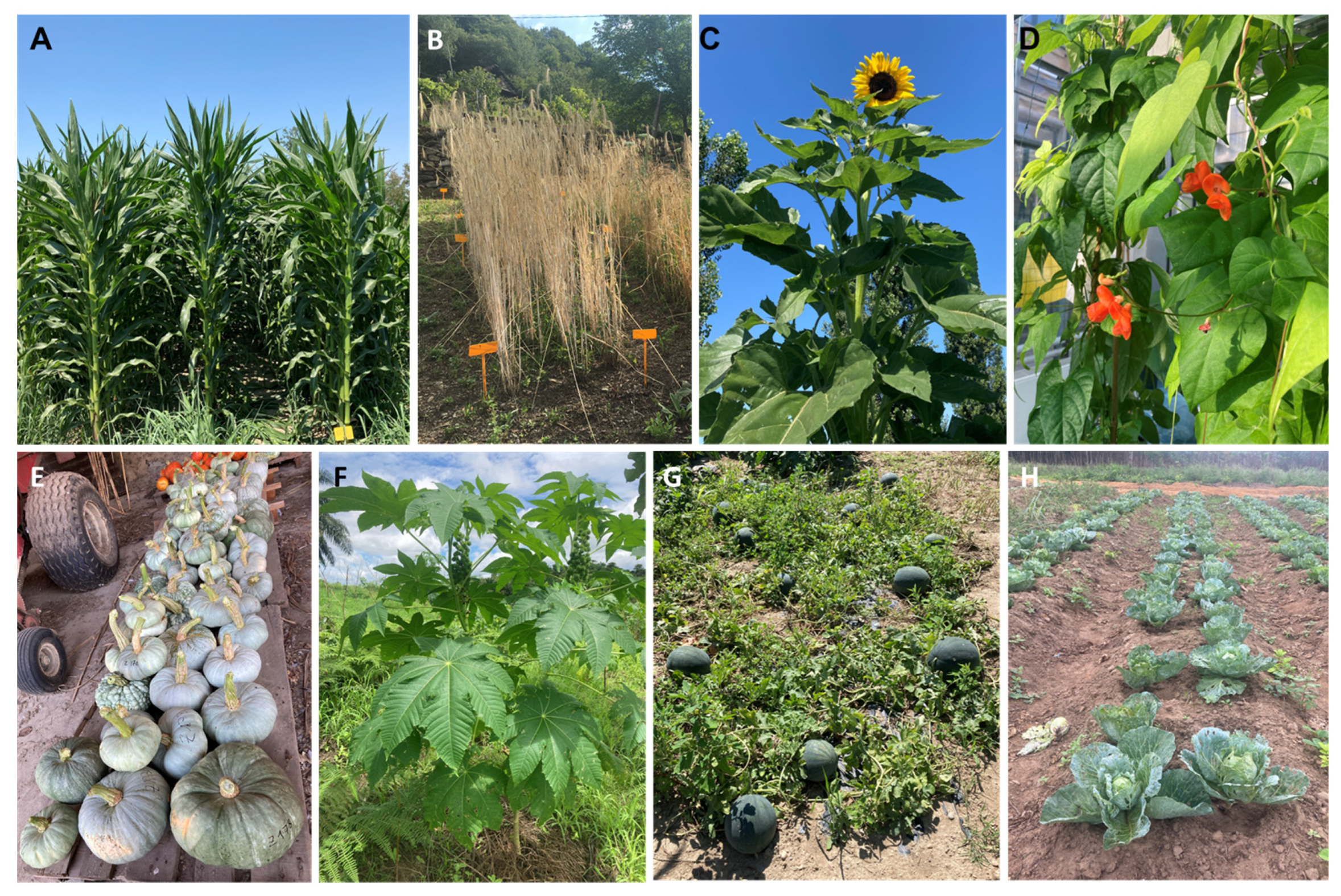 Agronomy 14 01030 g001 Agronomy 14 01030 g001