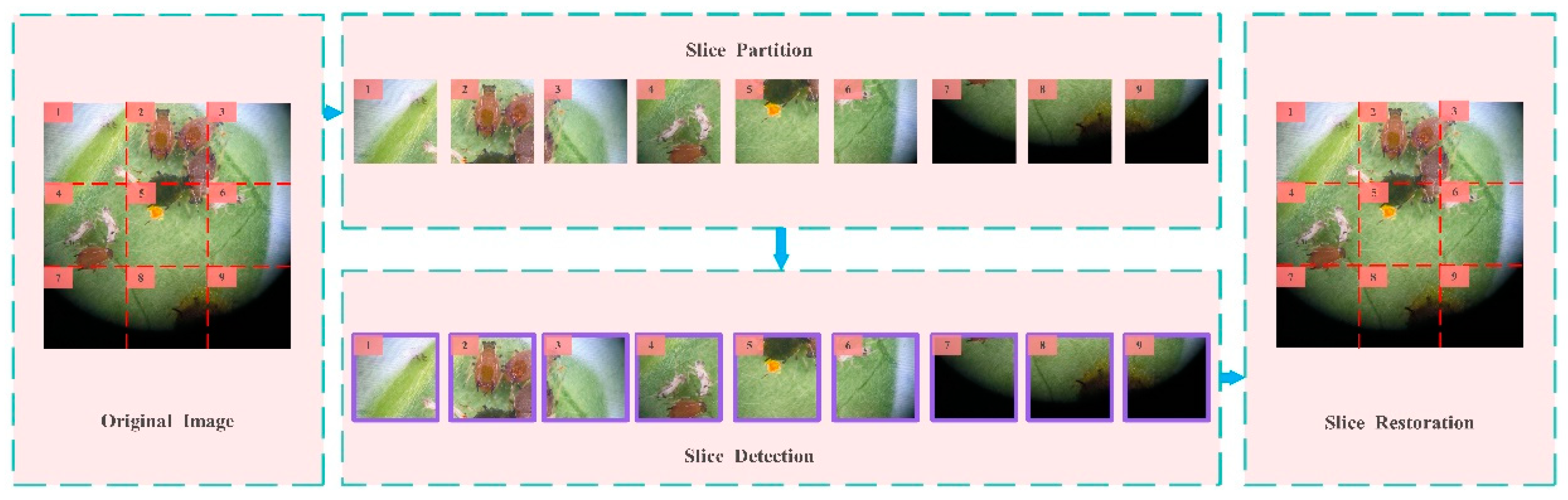 Agronomy 14 01034 g003