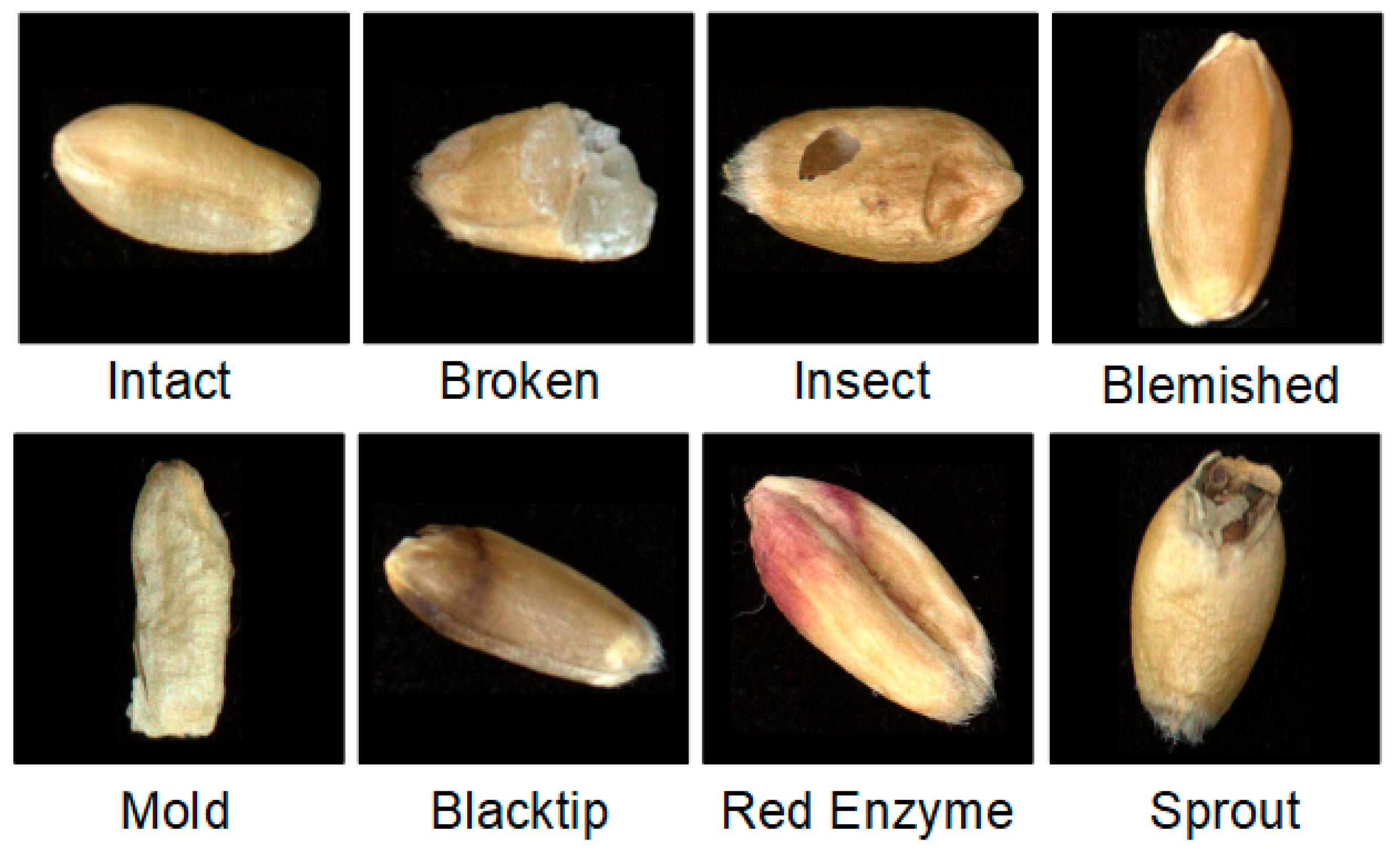 Agronomy 14 01057 g001
