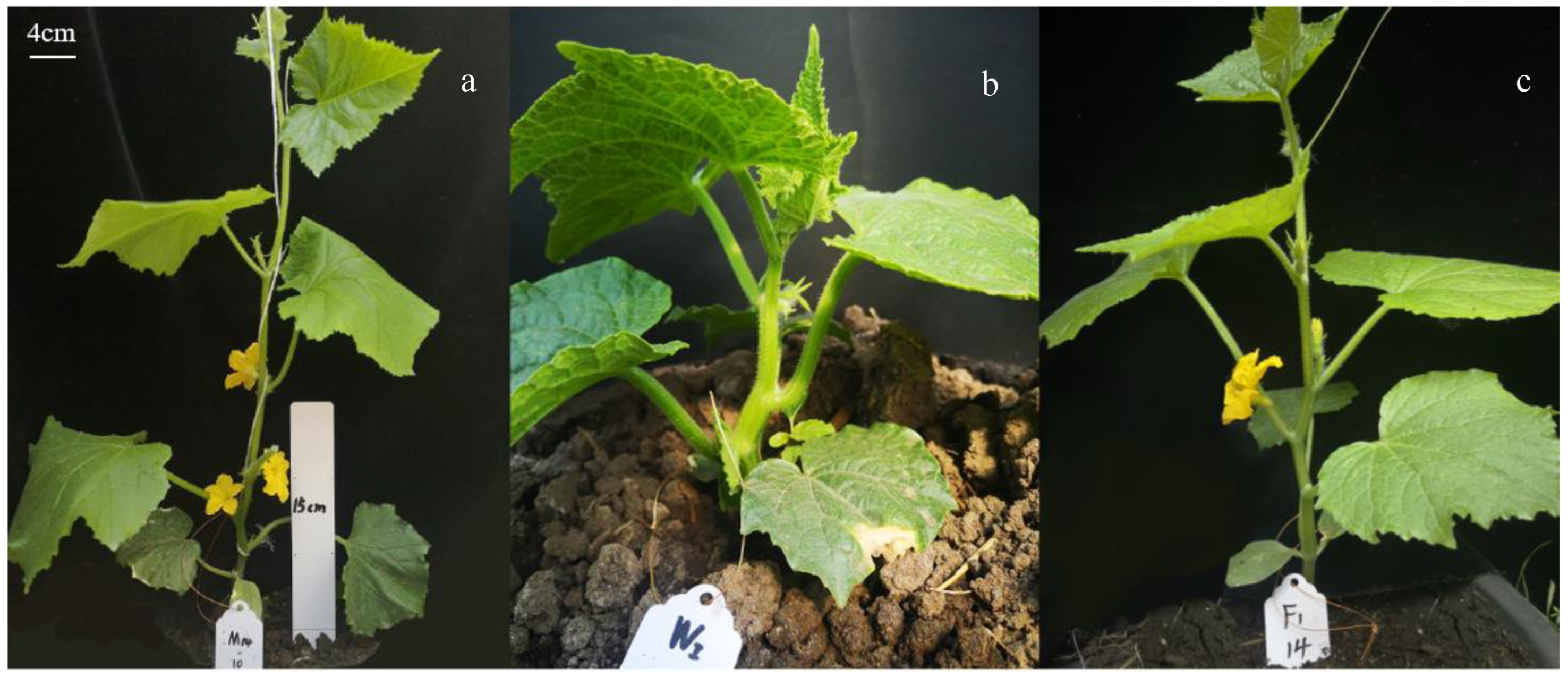Agronomy 14 01061 g001