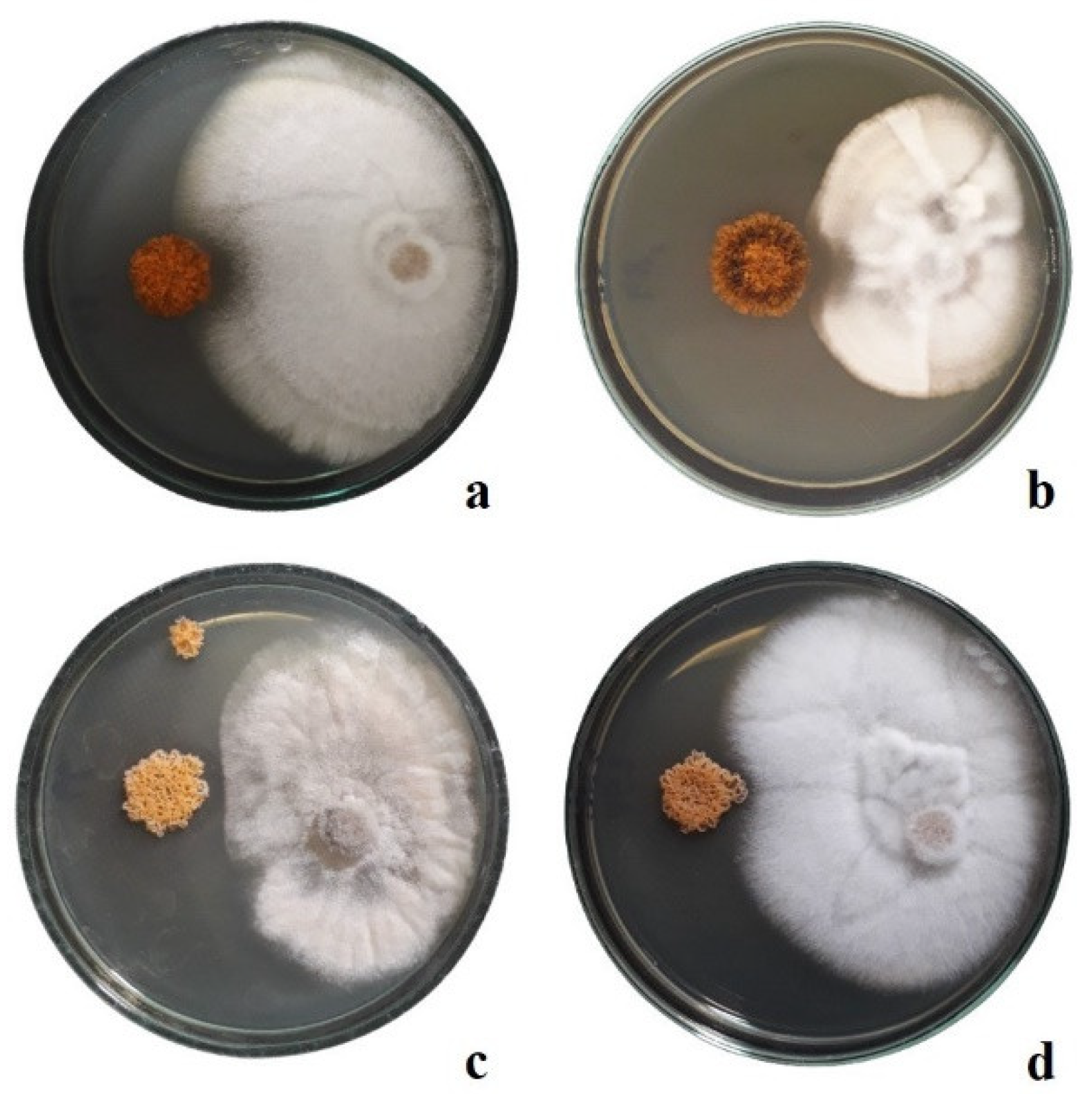 Agronomy 14 01062 g003