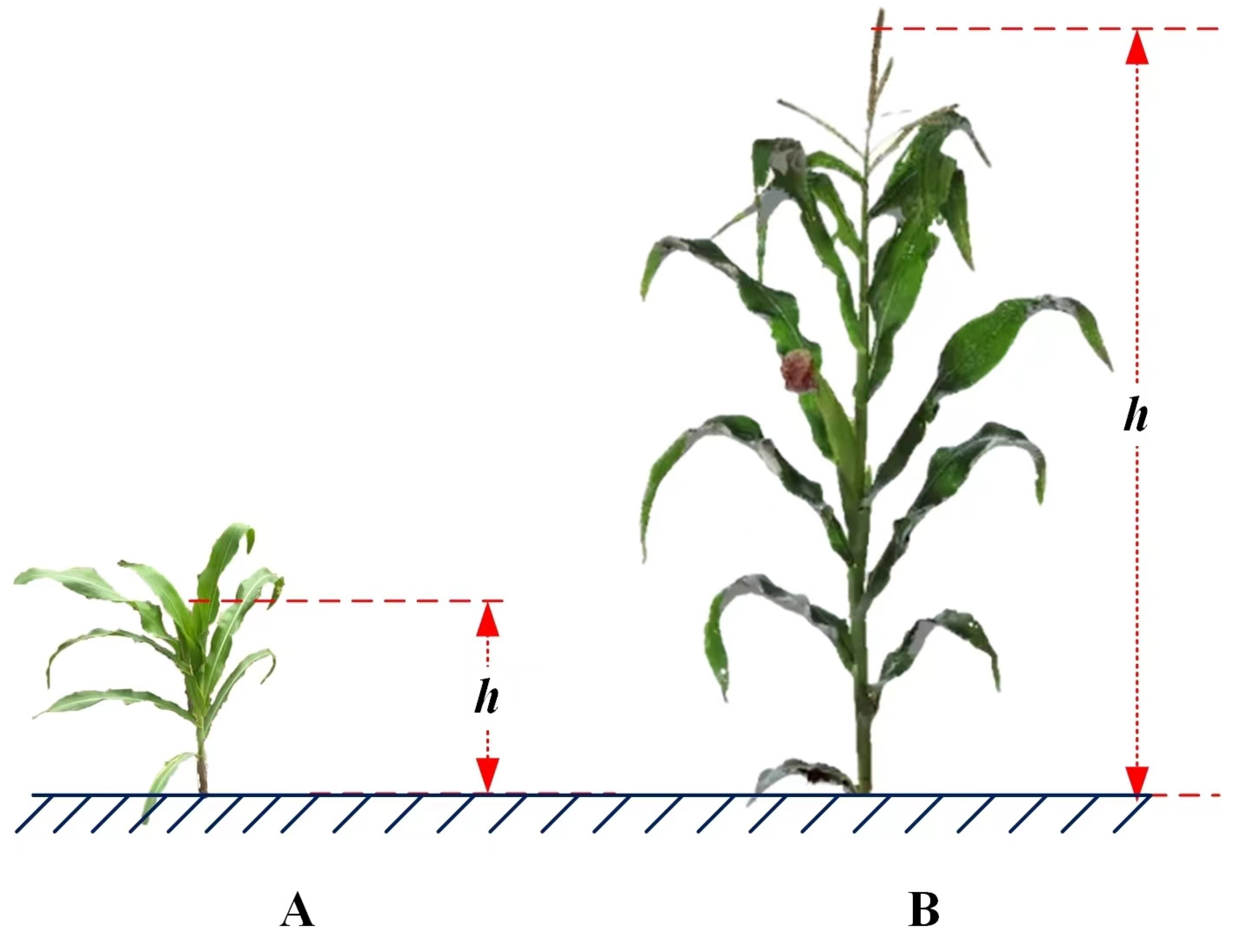 Agronomy 14 01069 g004