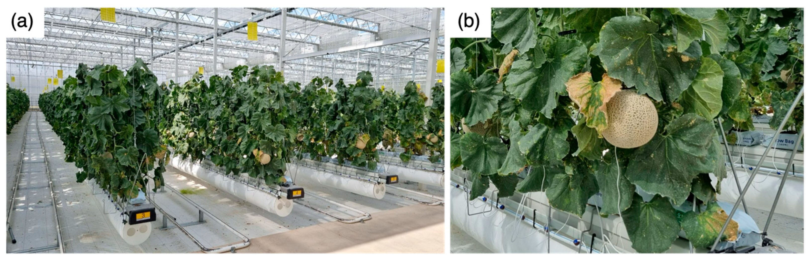 Agronomy 14 01070 g001