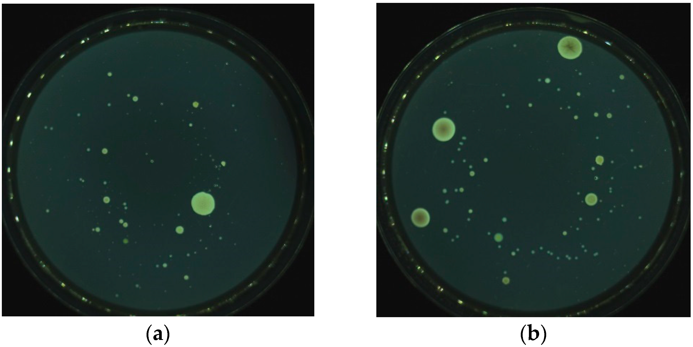 Agronomy 14 01100 g001