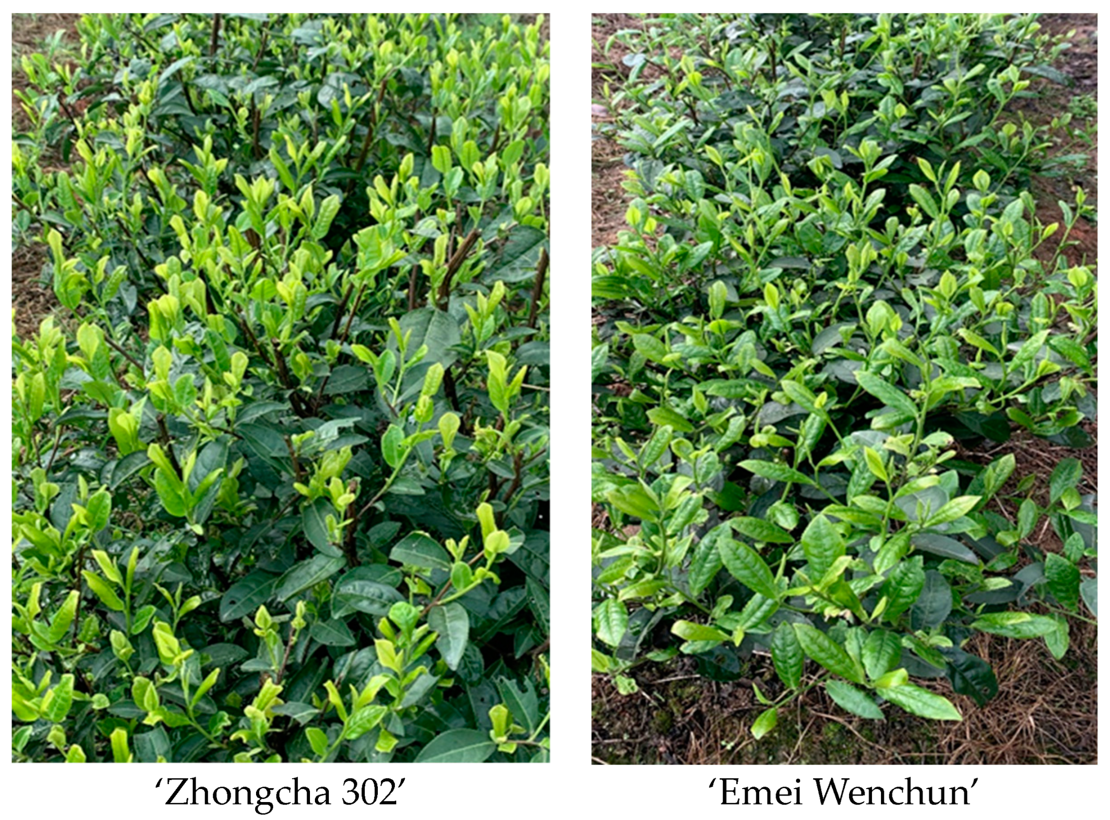 Agronomy 14 01105 g002