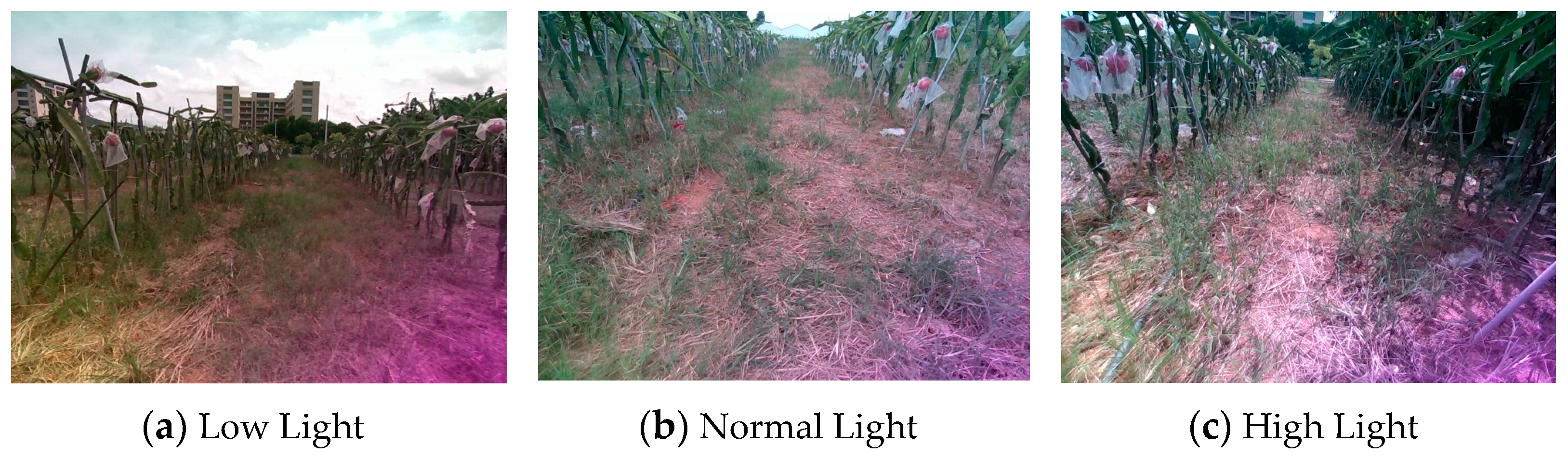 Agronomy 14 01119 g001