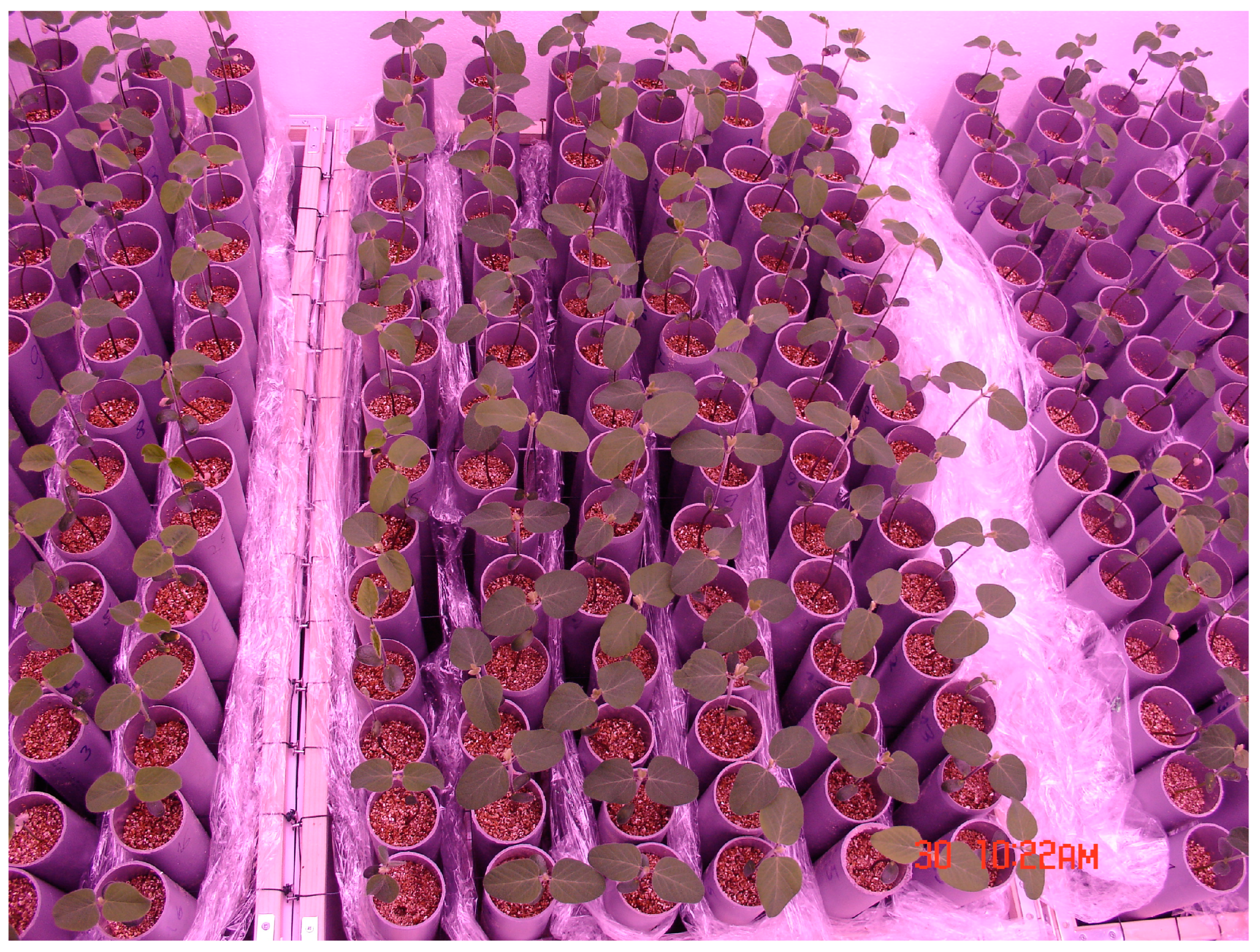 Agronomy 14 01188 g001