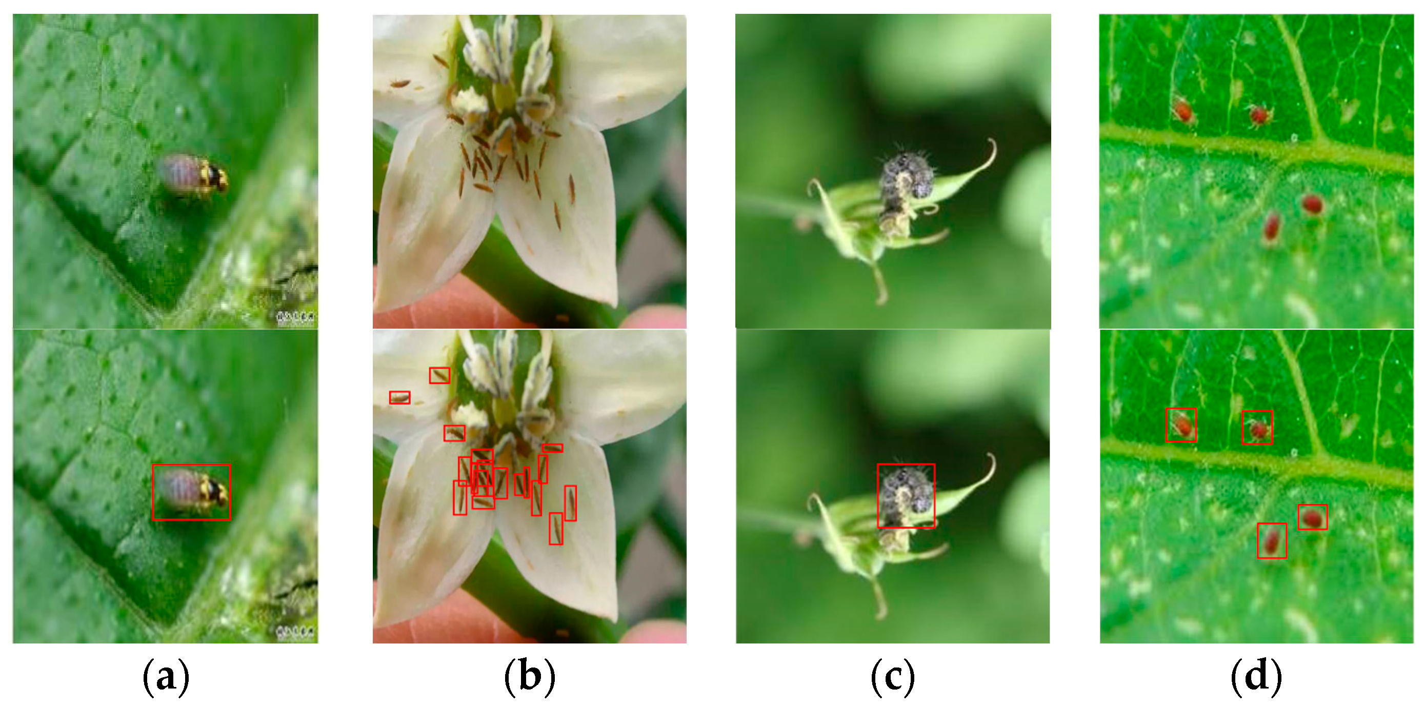 Agronomy 14 01197 g008