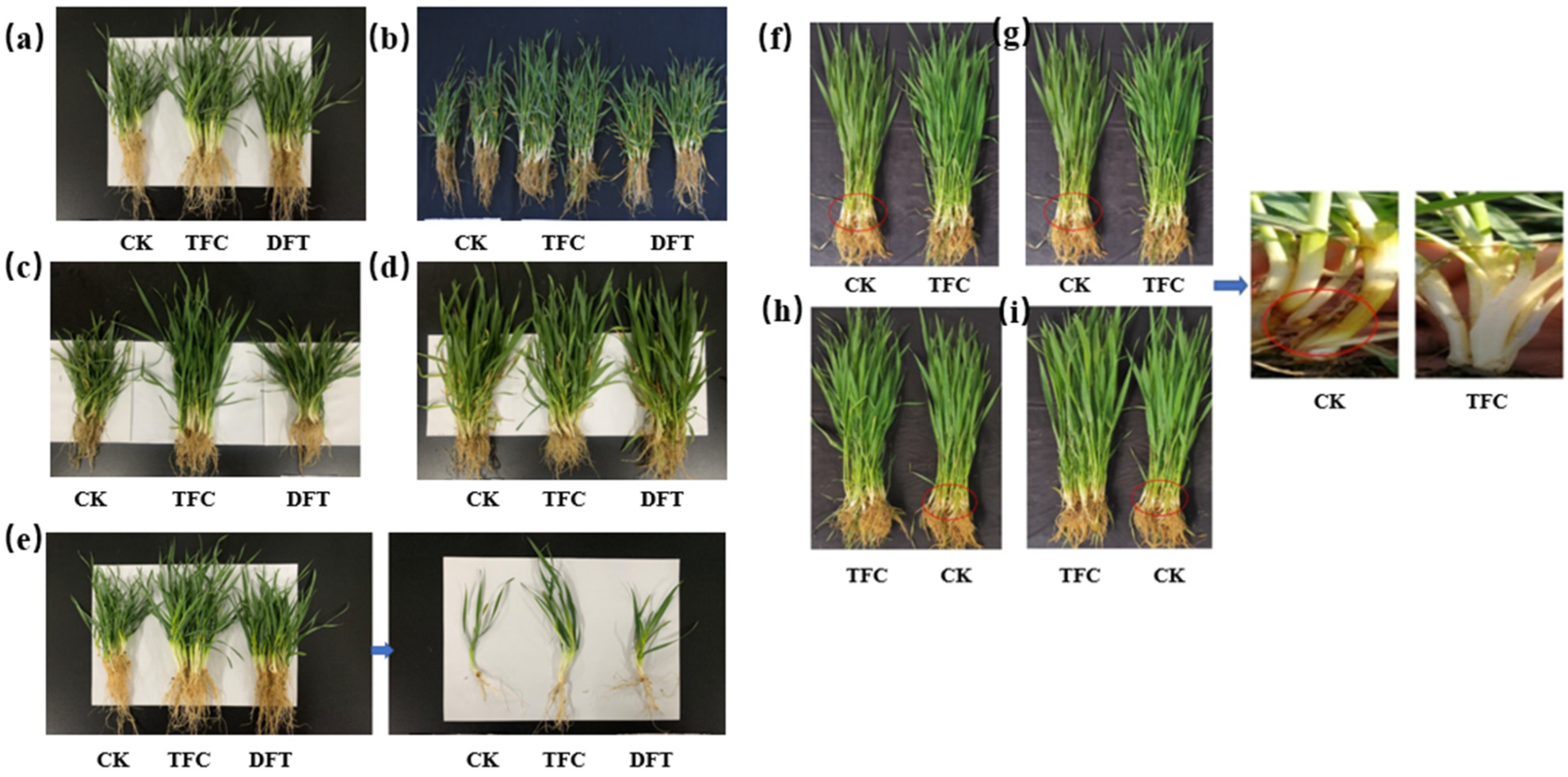 Agronomy 14 01209 g001