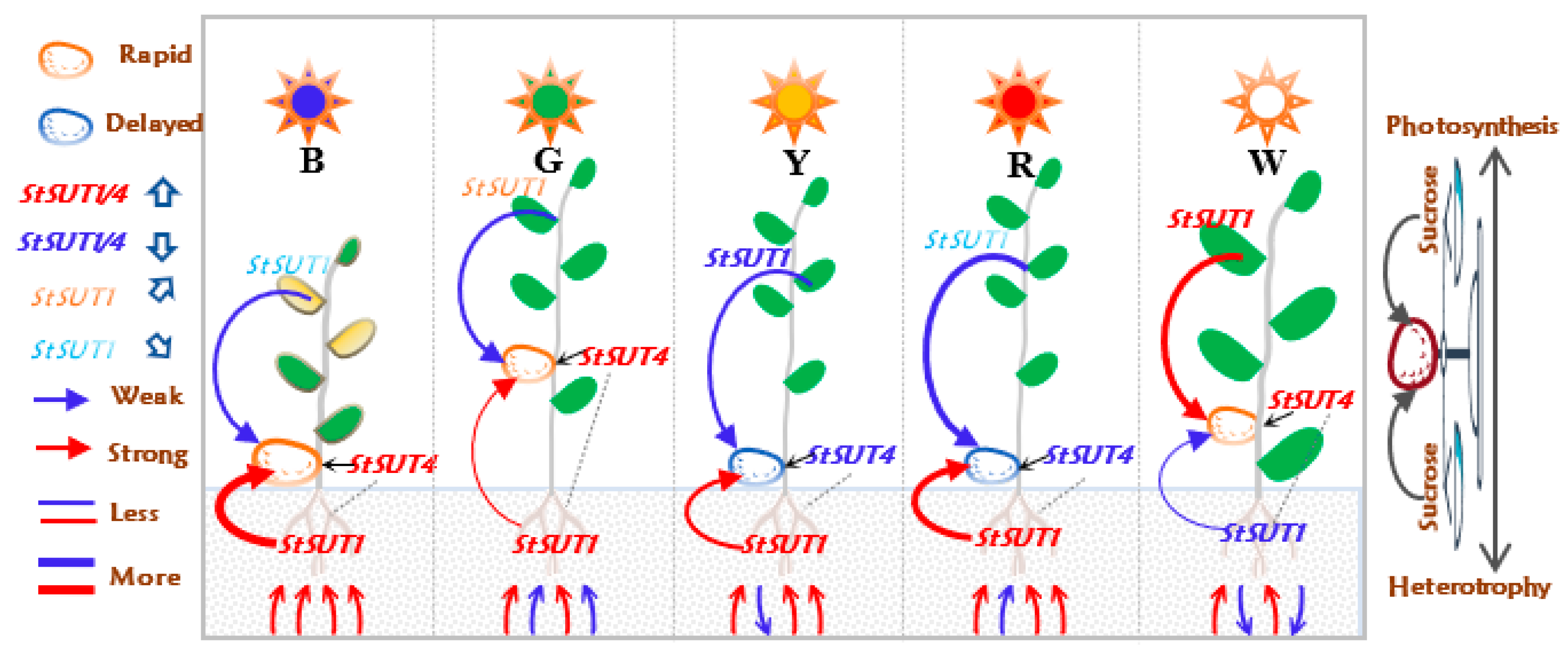 Agronomy 14 01232 g006