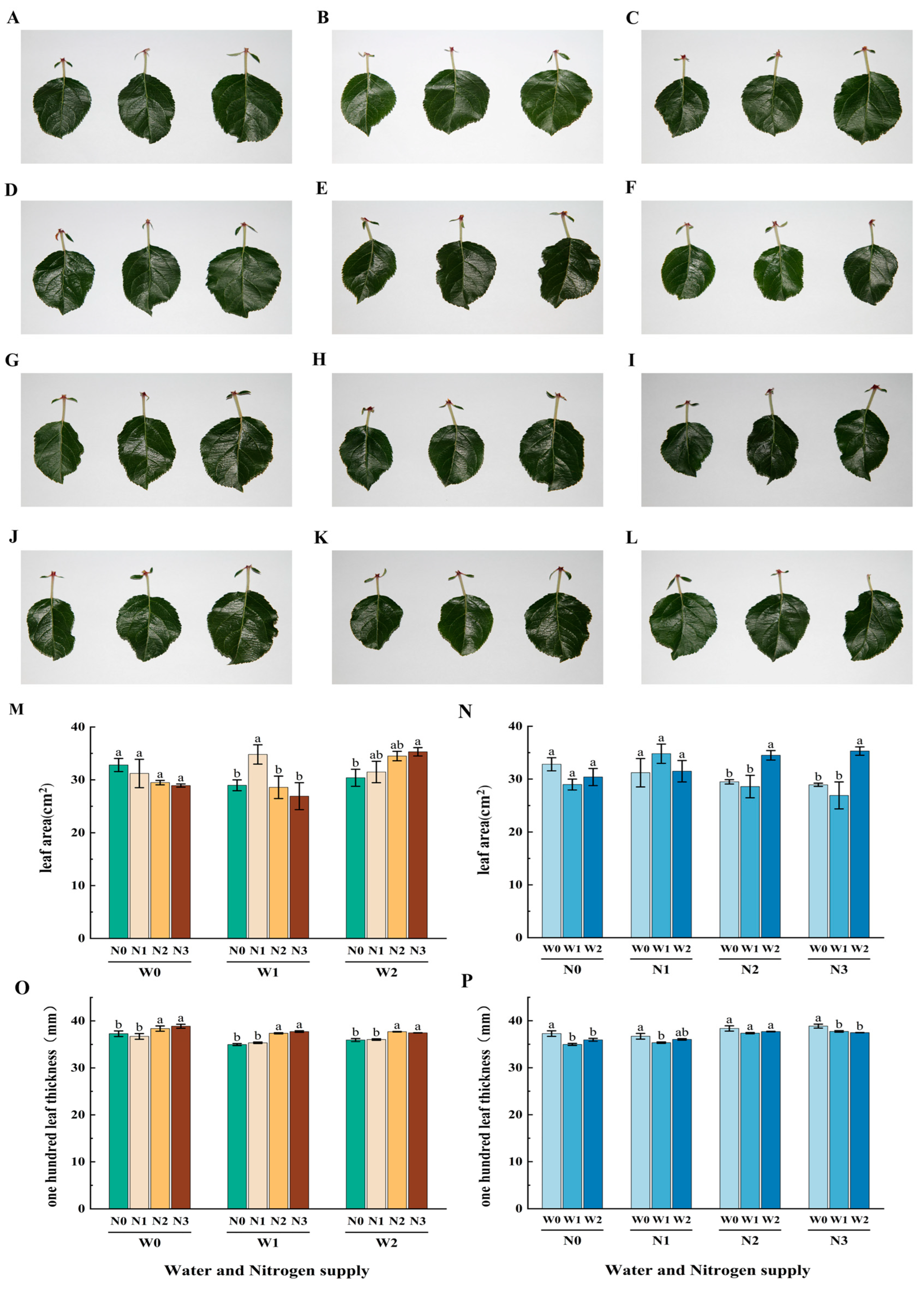 Agronomy 14 01245 g003