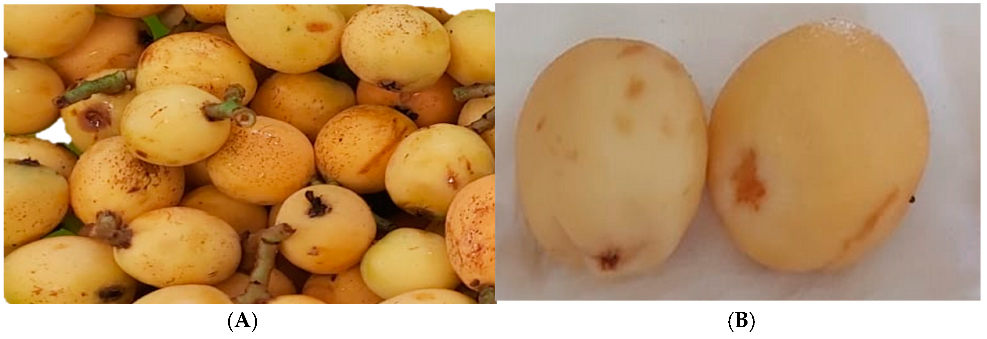 Agronomy 14 01246 g001