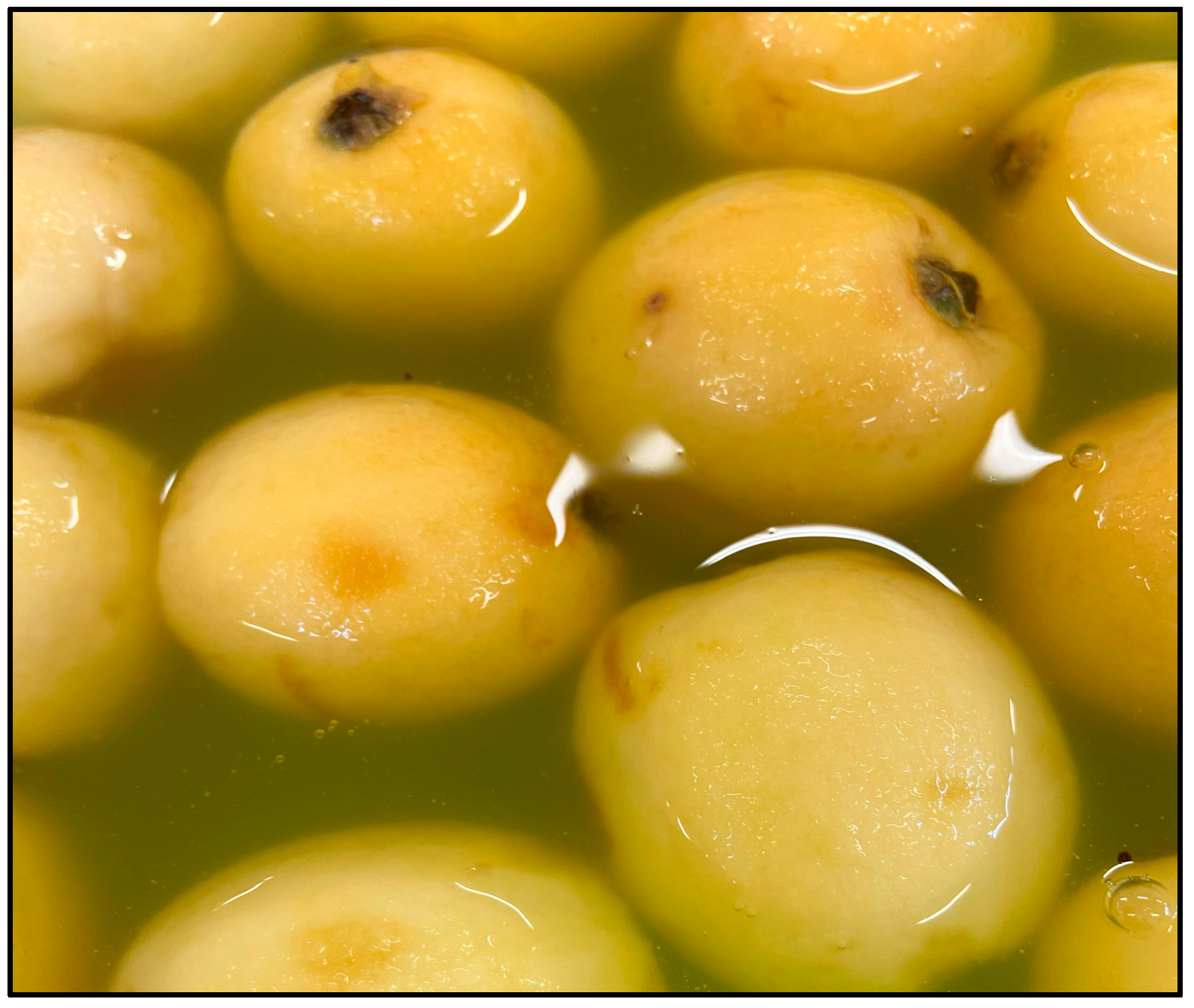 Agronomy 14 01246 g003