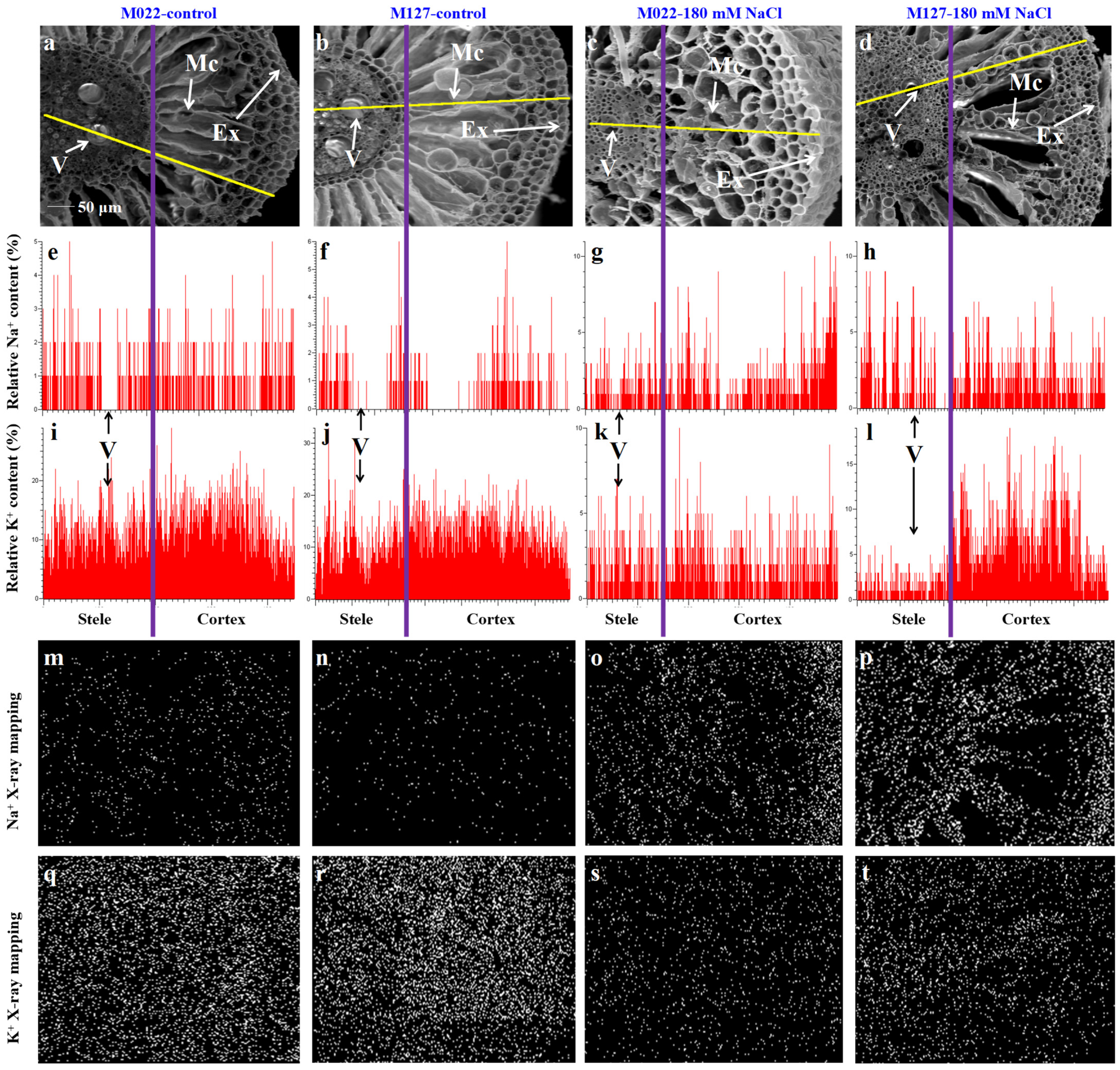 Agronomy 14 01259 g006