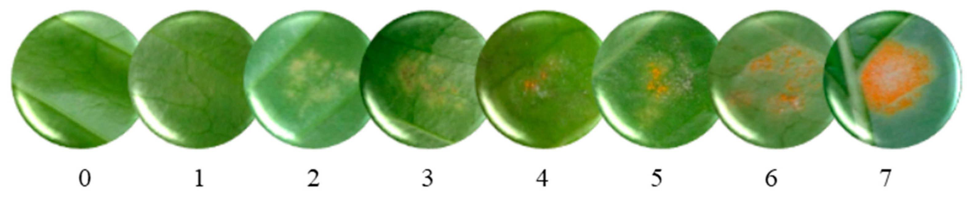 Agronomy 14 01283 g002