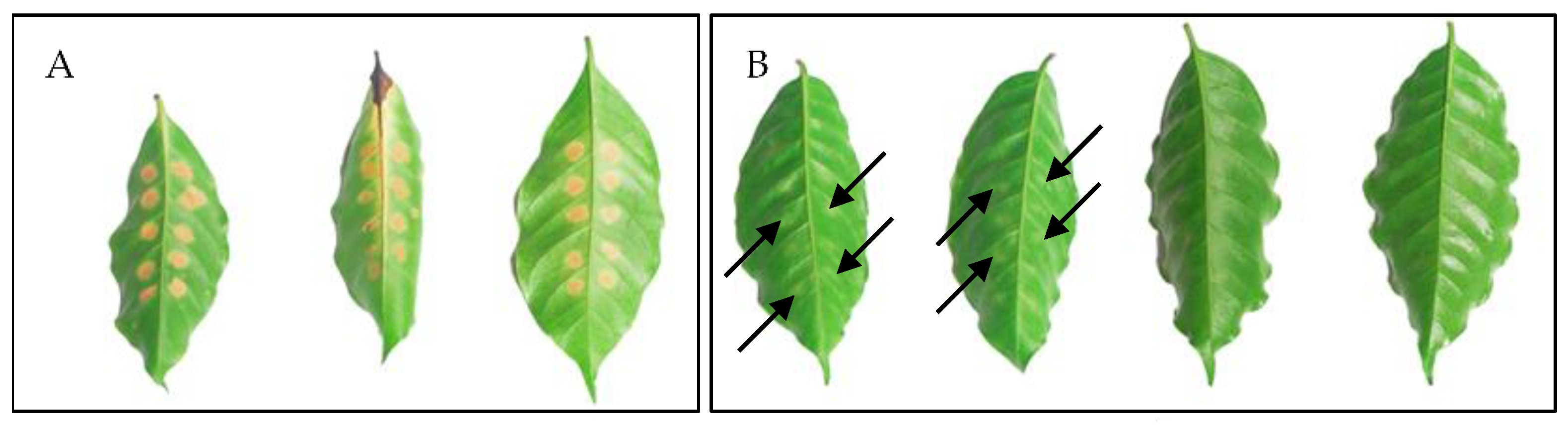 Agronomy 14 01283 g009