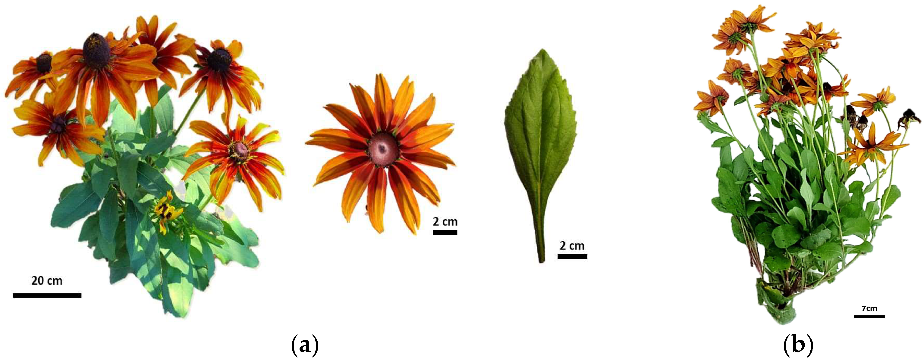Agronomy 14 01292 g001