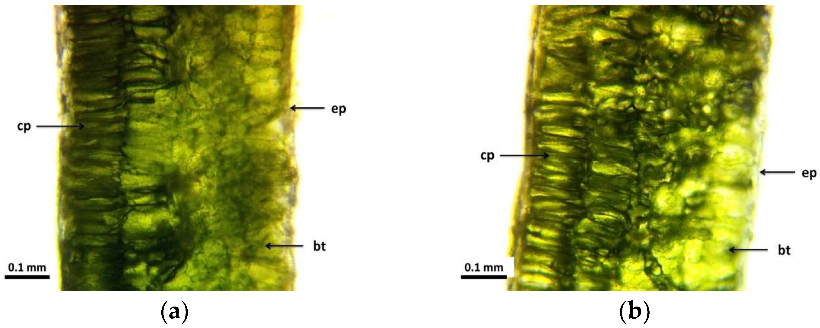 Agronomy 14 01292 g002a