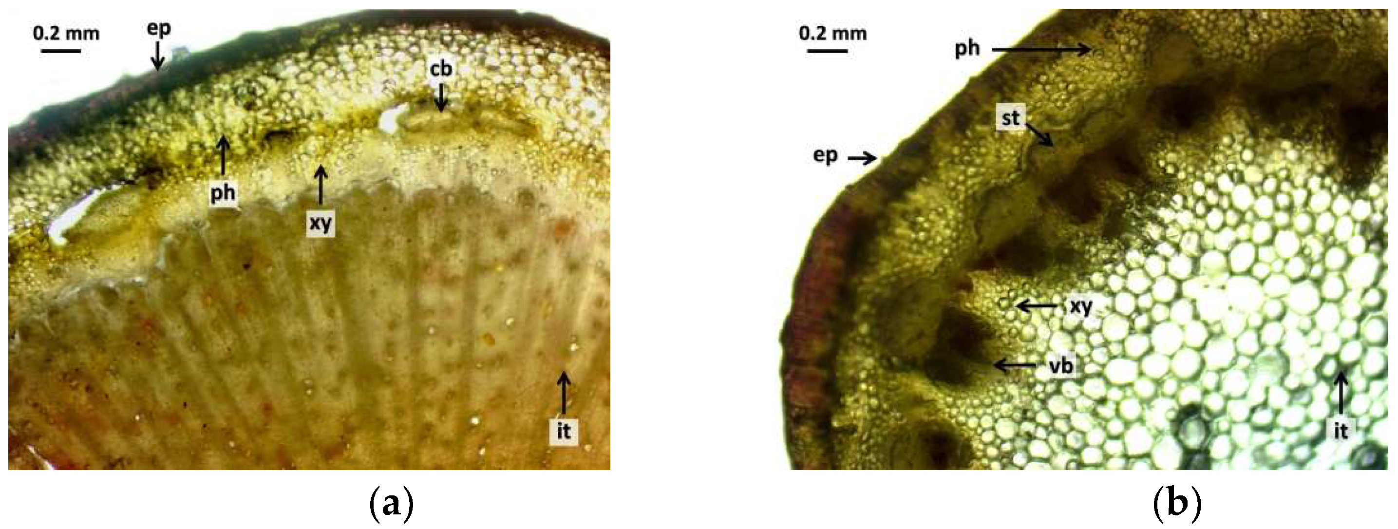 Agronomy 14 01292 g003a