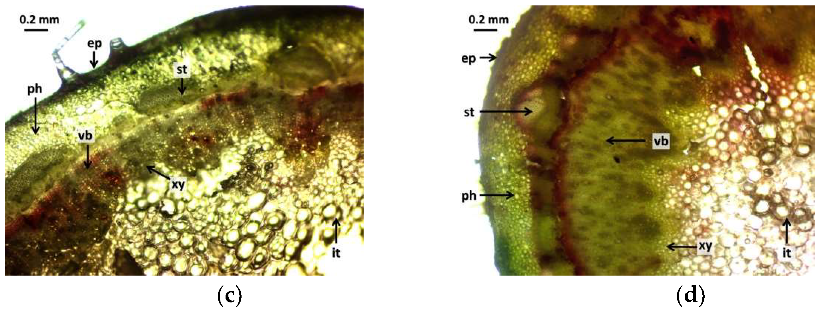 Agronomy 14 01292 g003b